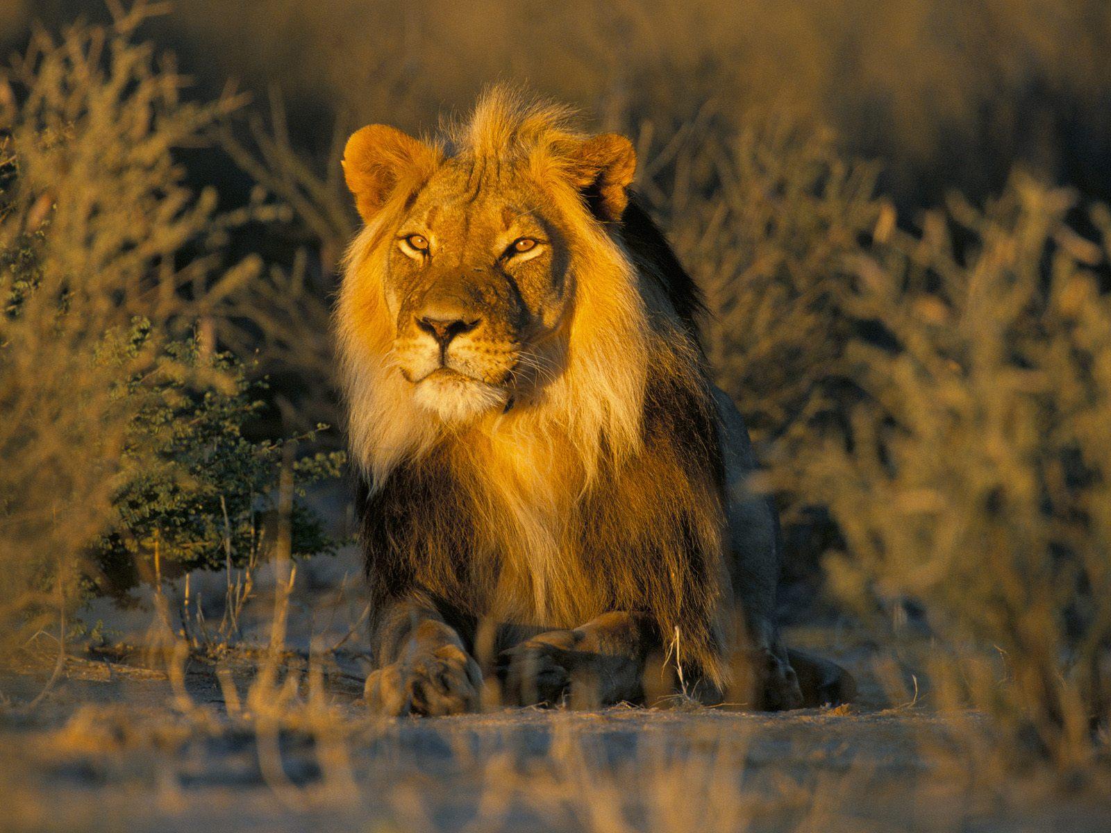 Descarga gratuita de fondo de pantalla para móvil de Animales, Gatos, León.