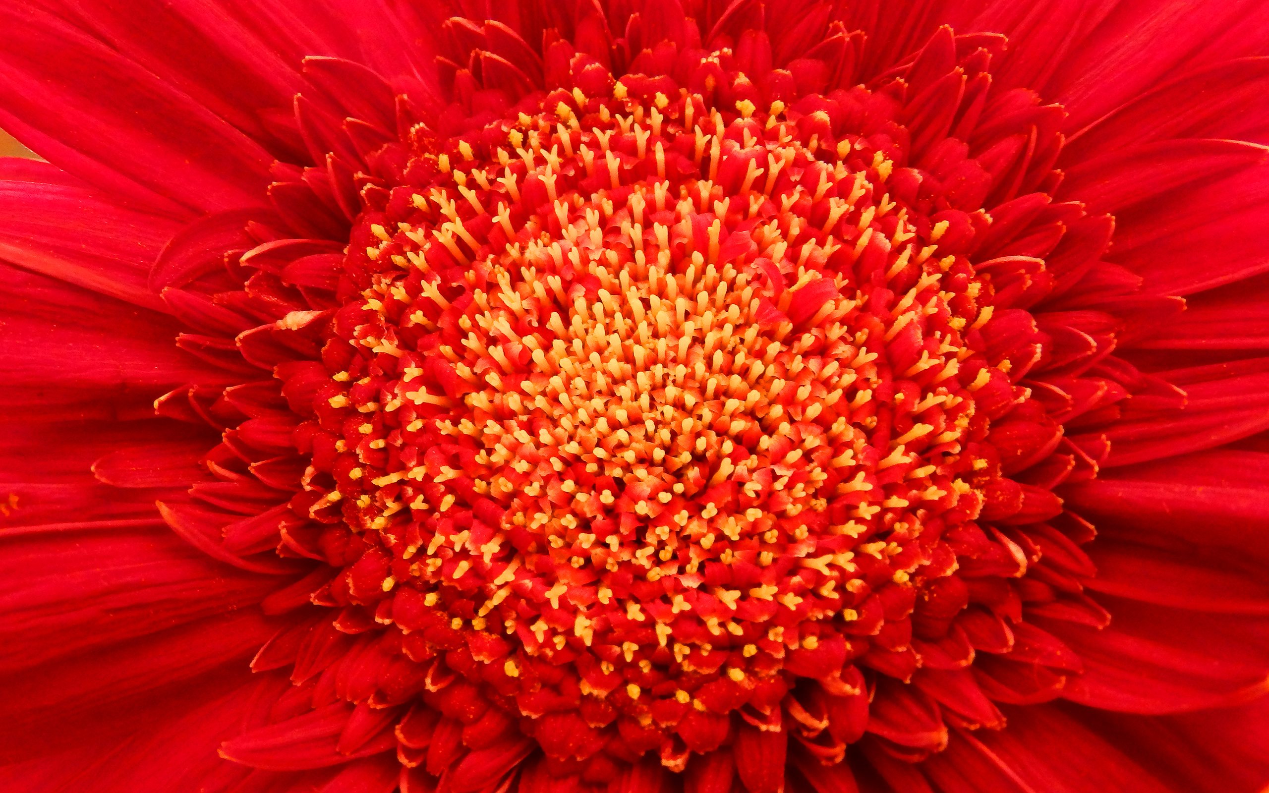 Download mobile wallpaper Nature, Flowers, Flower, Close Up, Earth, Red Flower for free.