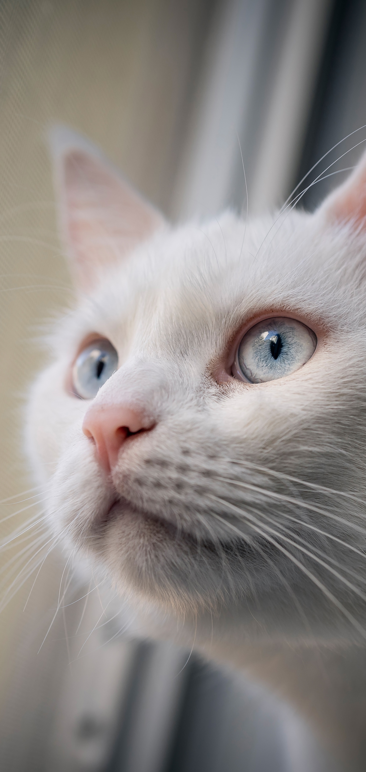 Baixe gratuitamente a imagem Animais, Gatos, Gato na área de trabalho do seu PC