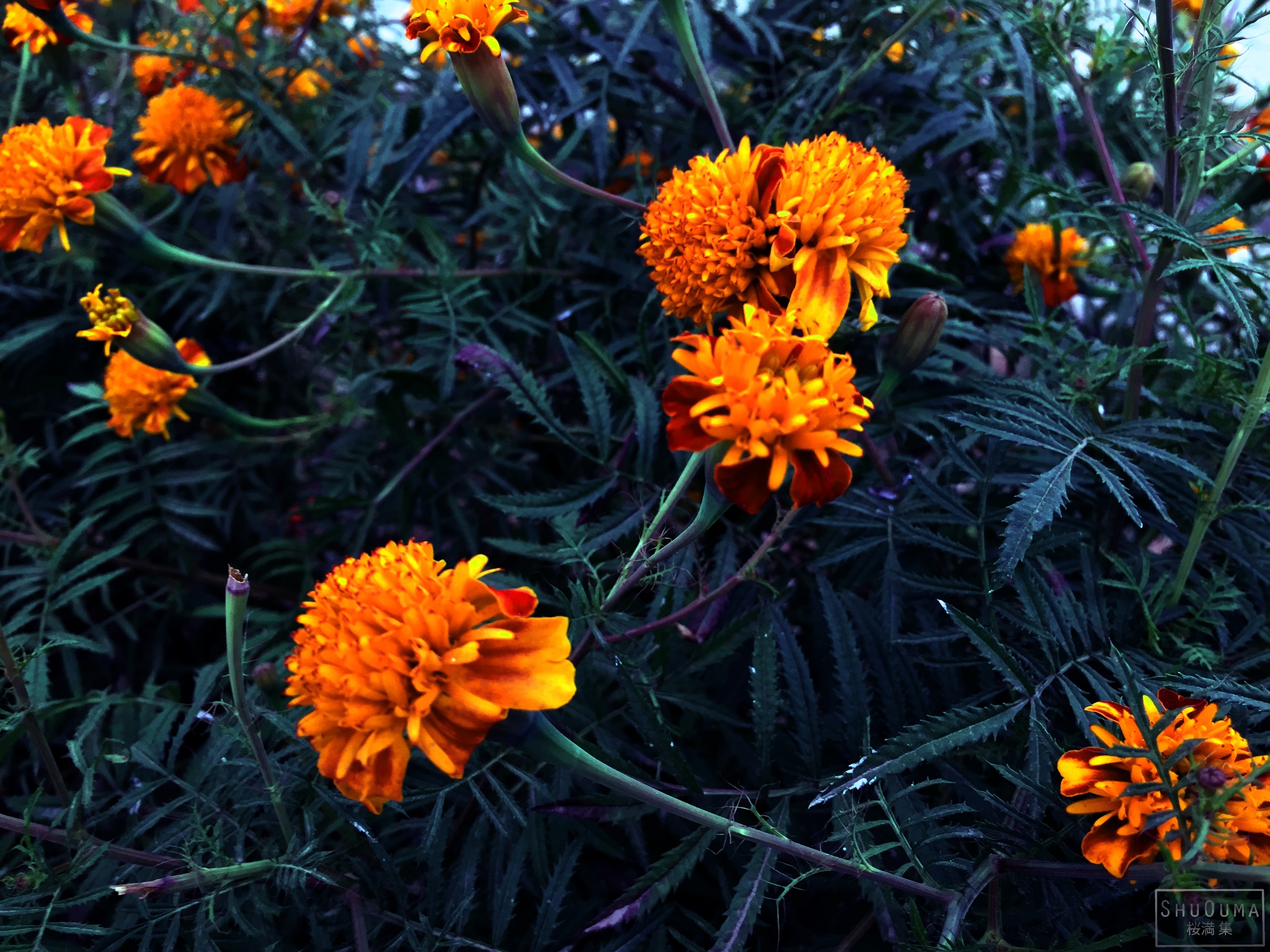Download mobile wallpaper Marigold, Flowers, Flower, Earth for free.