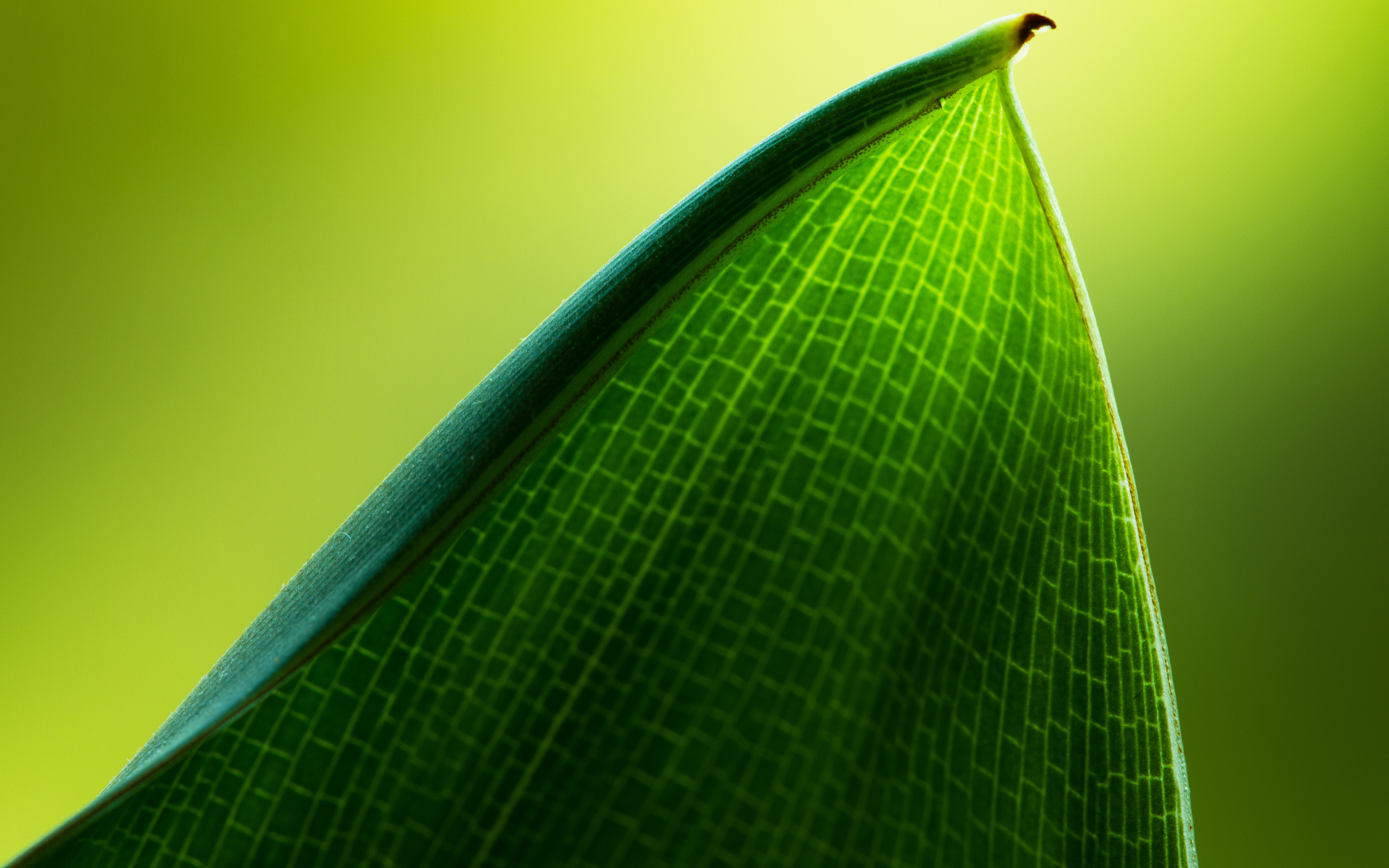 Free download wallpaper Leaf, Earth on your PC desktop