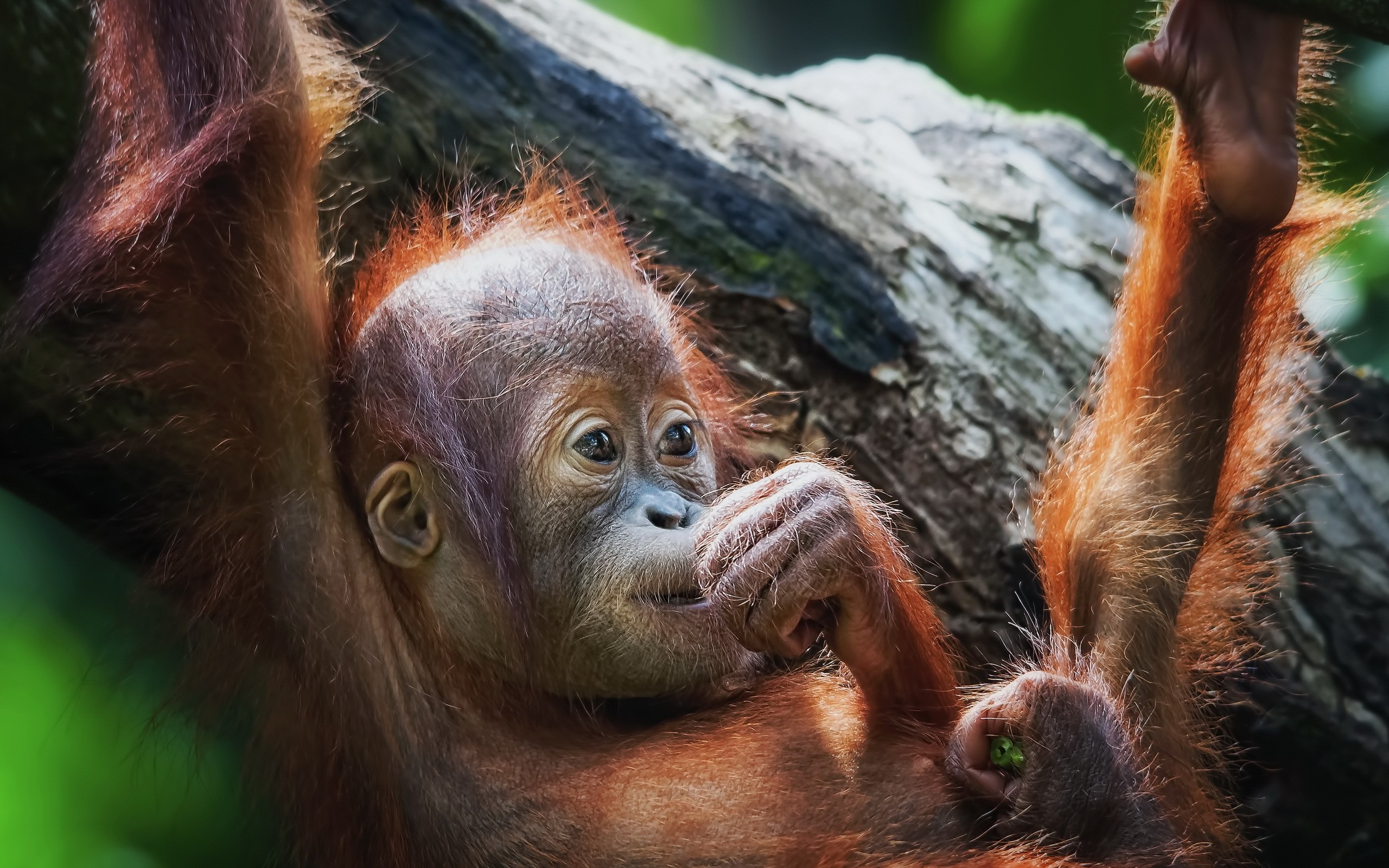 283882 télécharger l'image animaux, orang outan, bébé animal, primate, singes - fonds d'écran et économiseurs d'écran gratuits
