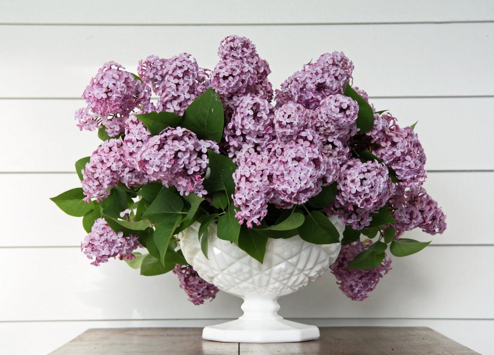 53650 Hintergrundbild herunterladen lilac, blumen, blätter, strauß, bouquet, vase, frühling - Bildschirmschoner und Bilder kostenlos