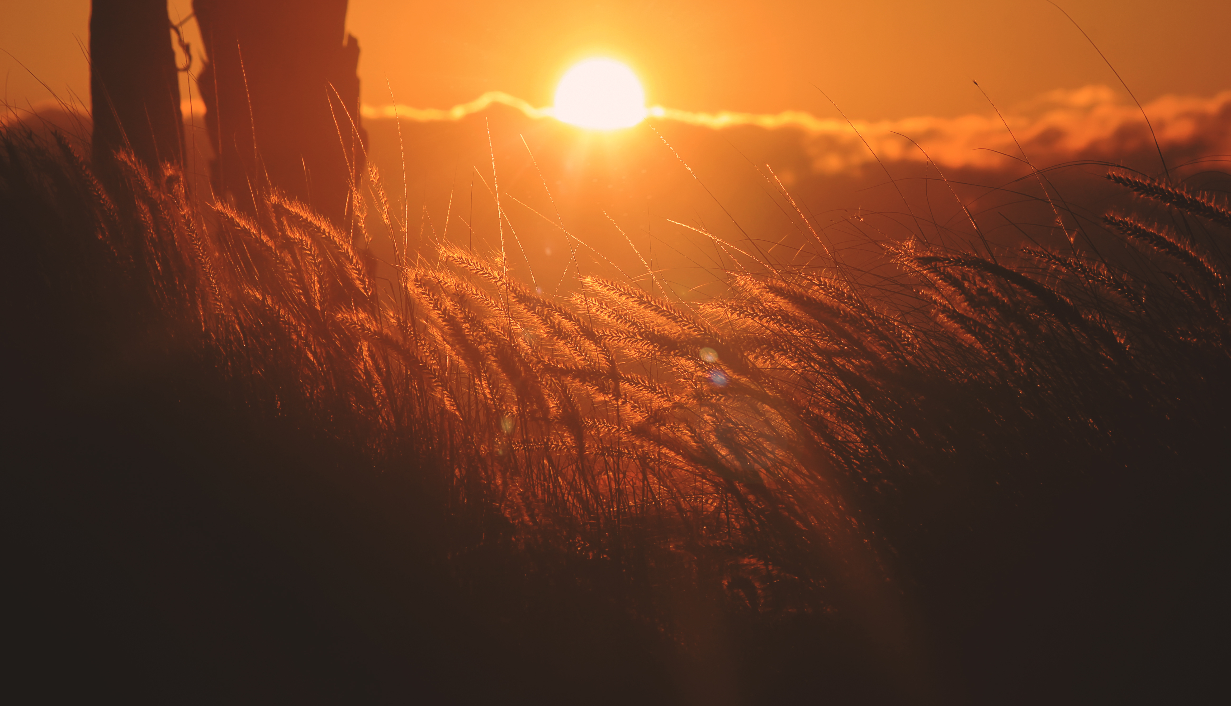 Free download wallpaper Sunset, Shine, Light, Ears, Spikes, Nature on your PC desktop