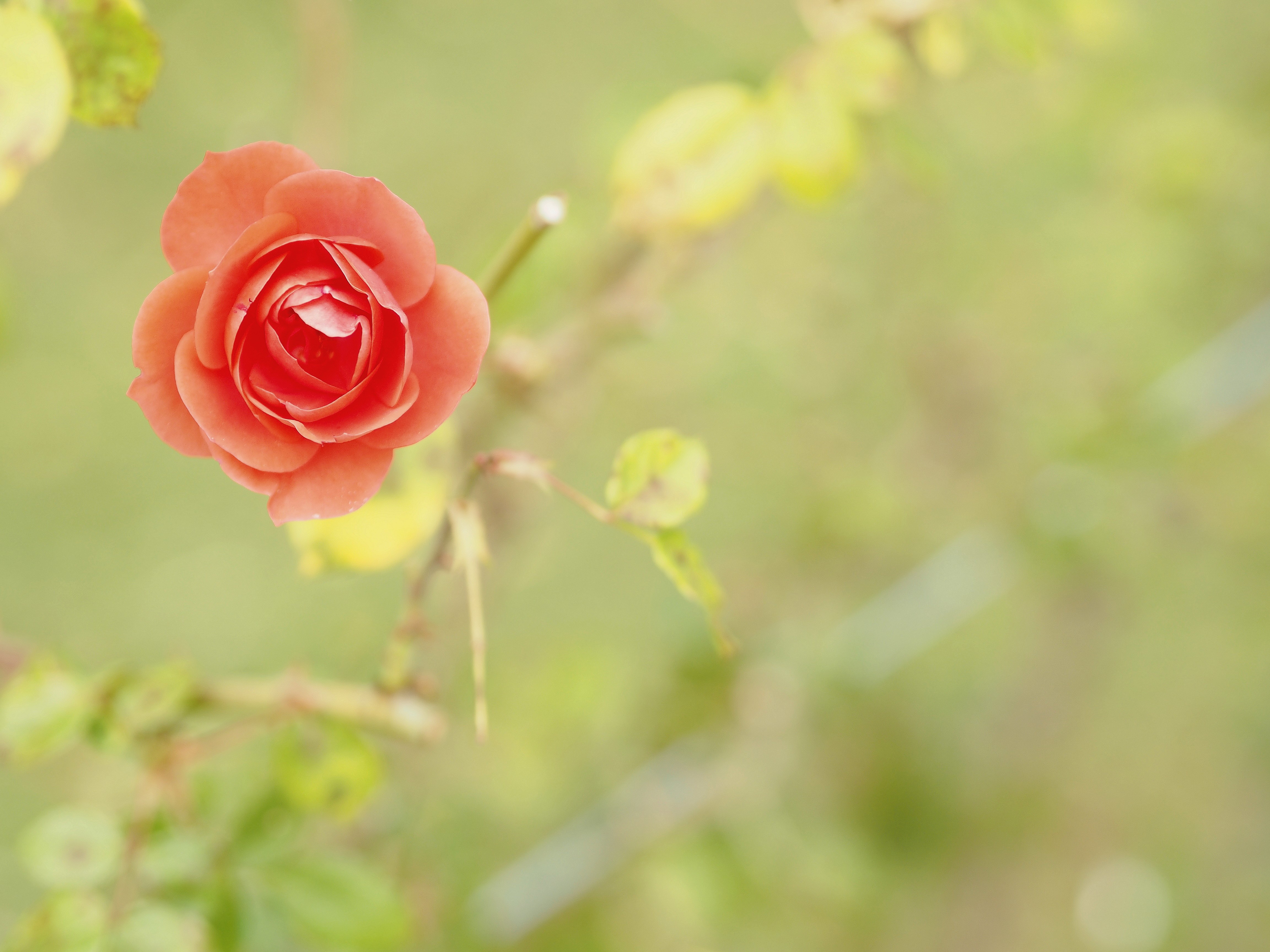 Скачать обои бесплатно Природа, Цветок, Роза, Земля/природа, Персиковый Цветок, Флауэрсы картинка на рабочий стол ПК
