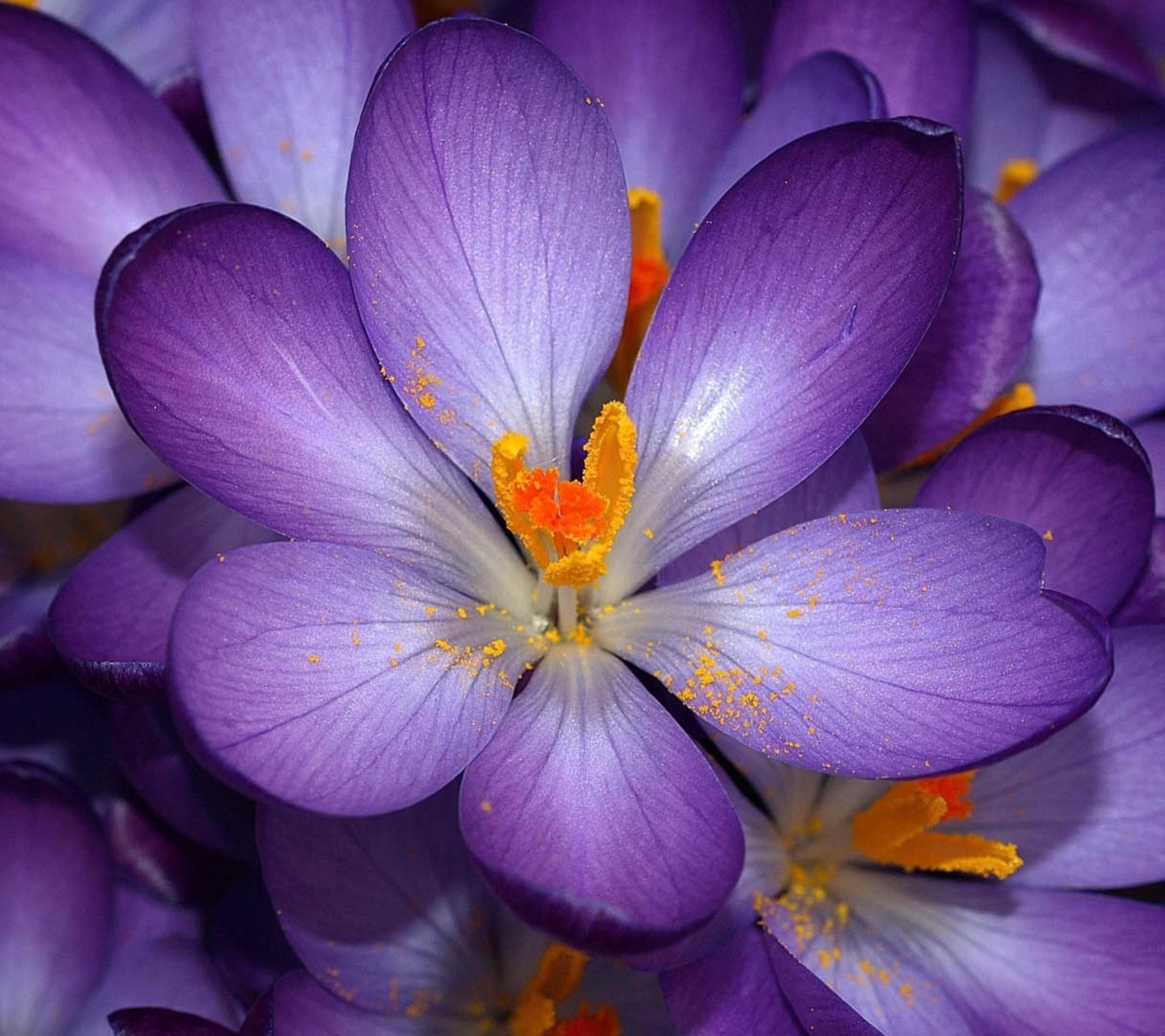 Téléchargez gratuitement l'image Fleurs, Fleur, Terre/nature sur le bureau de votre PC