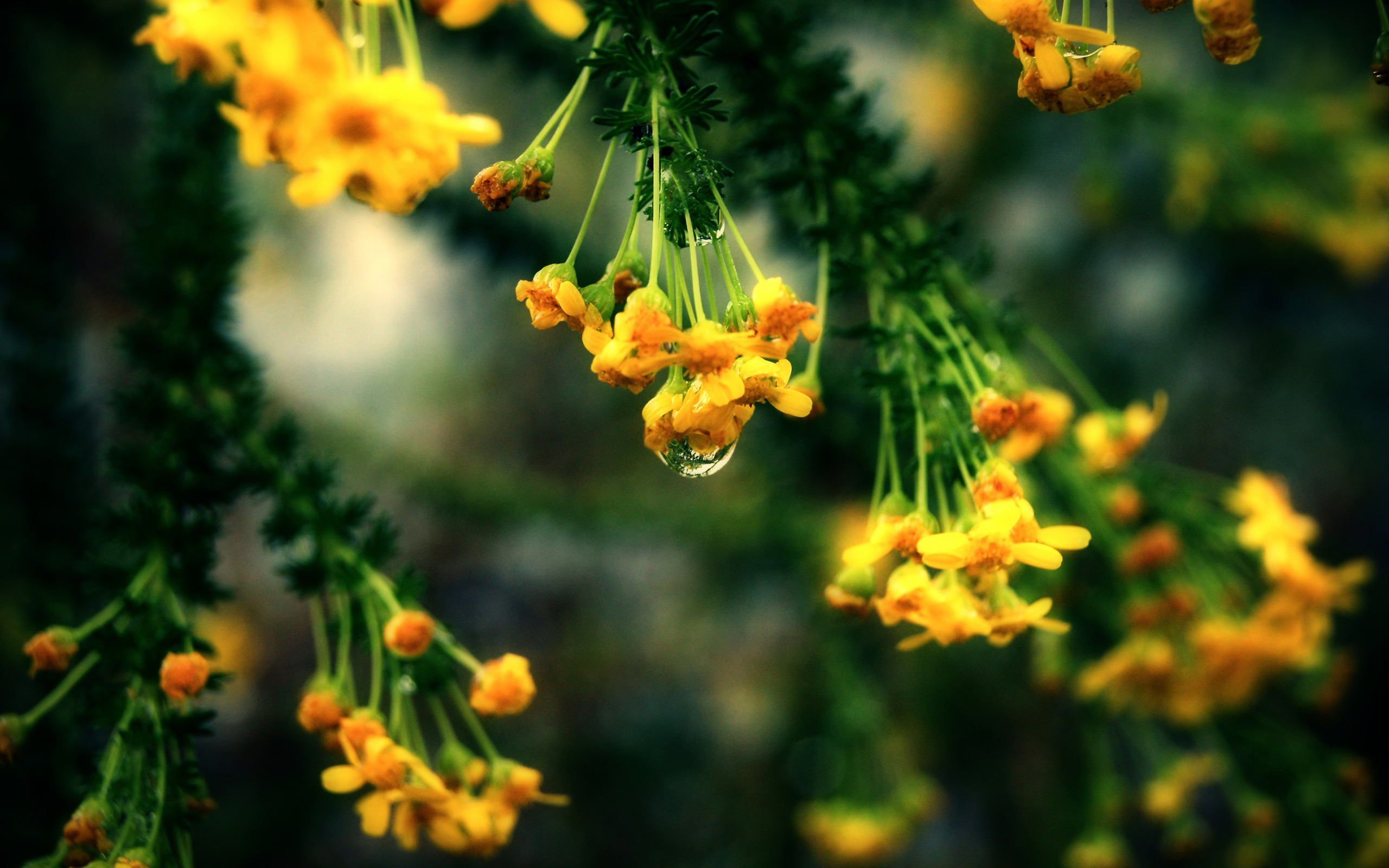 Descarga gratis la imagen Flores, Flor, Tierra/naturaleza en el escritorio de tu PC