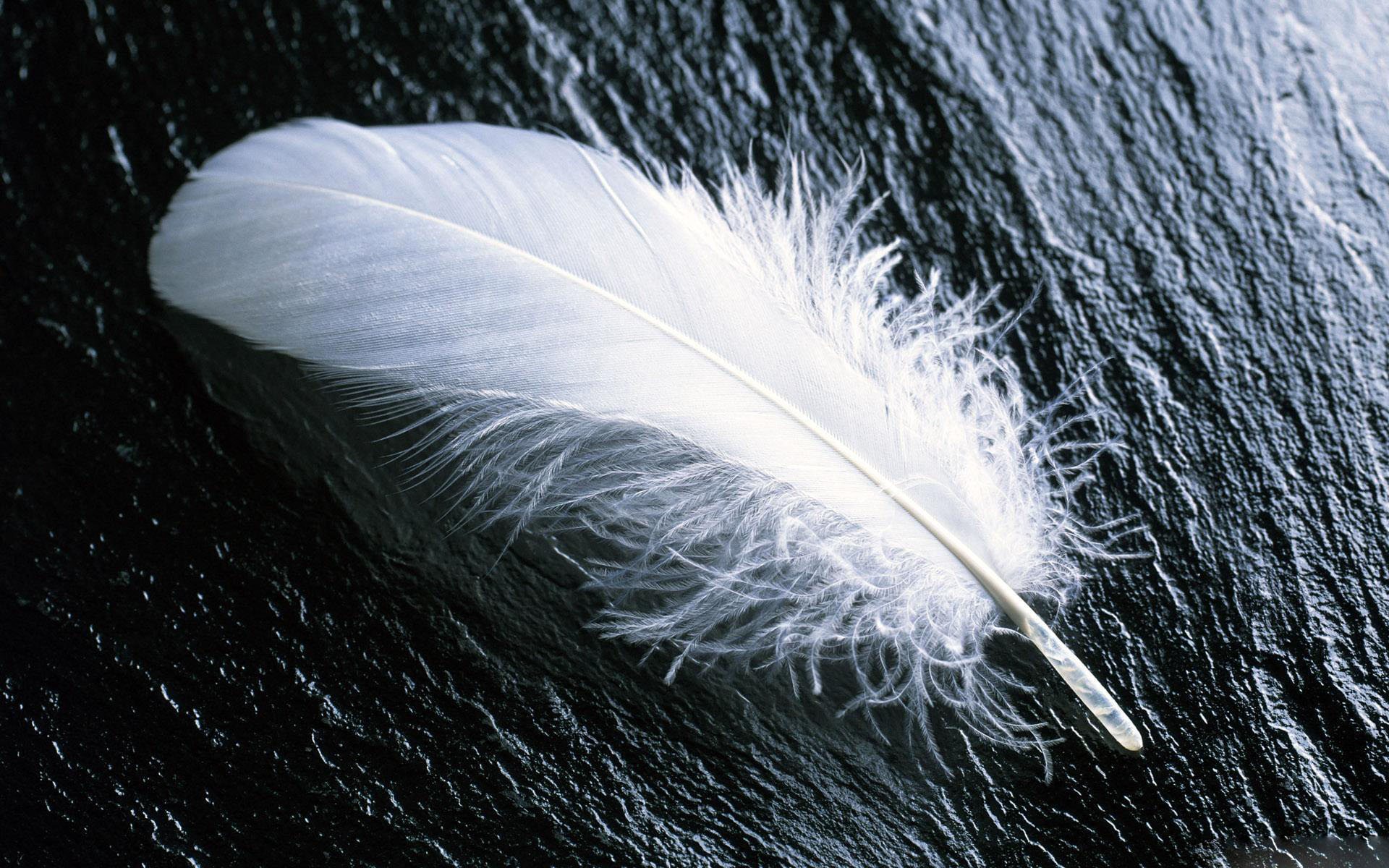 Free download wallpaper Feather, Photography on your PC desktop