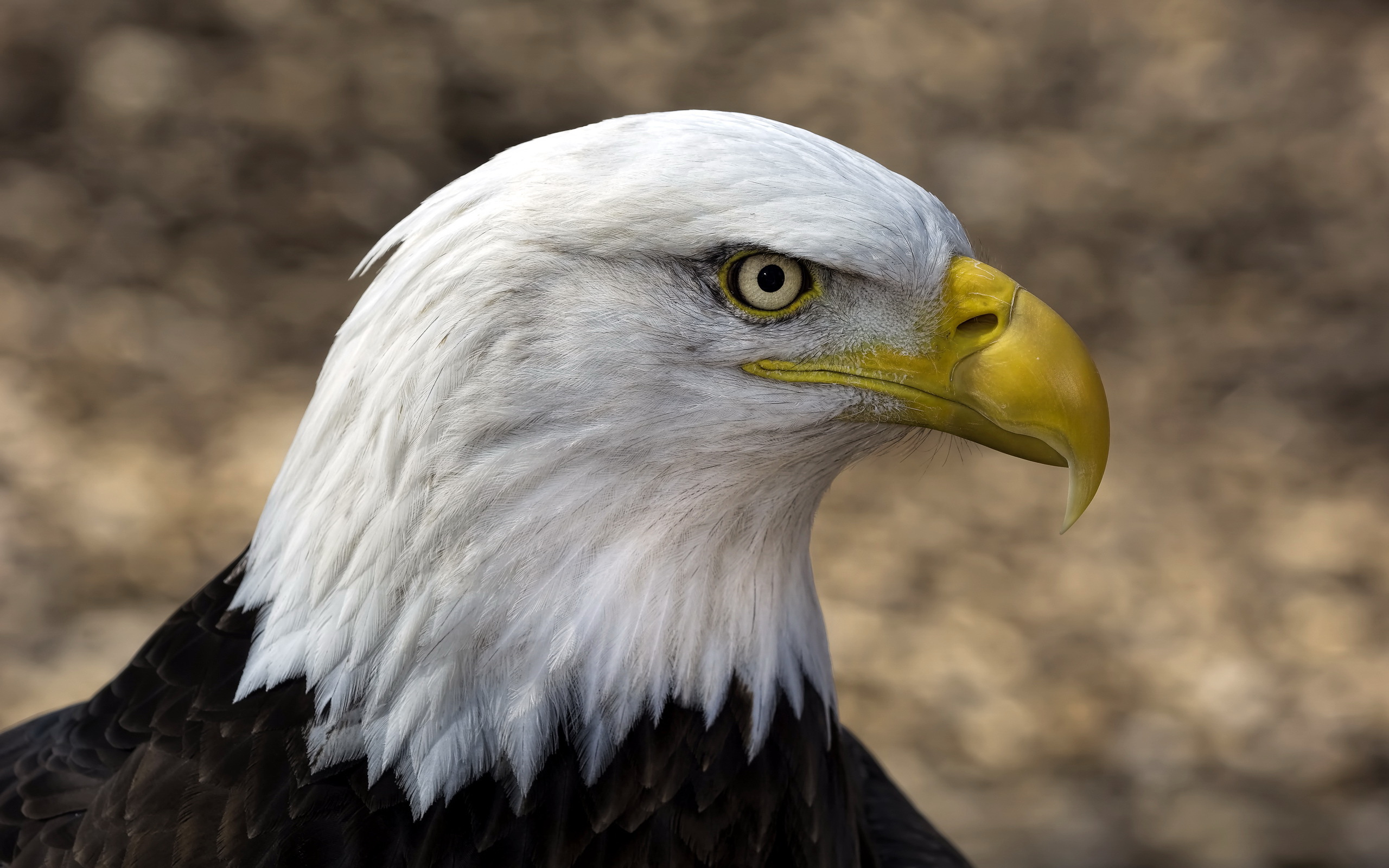 Handy-Wallpaper Weißkopfseeadler, Vögel, Tiere kostenlos herunterladen.