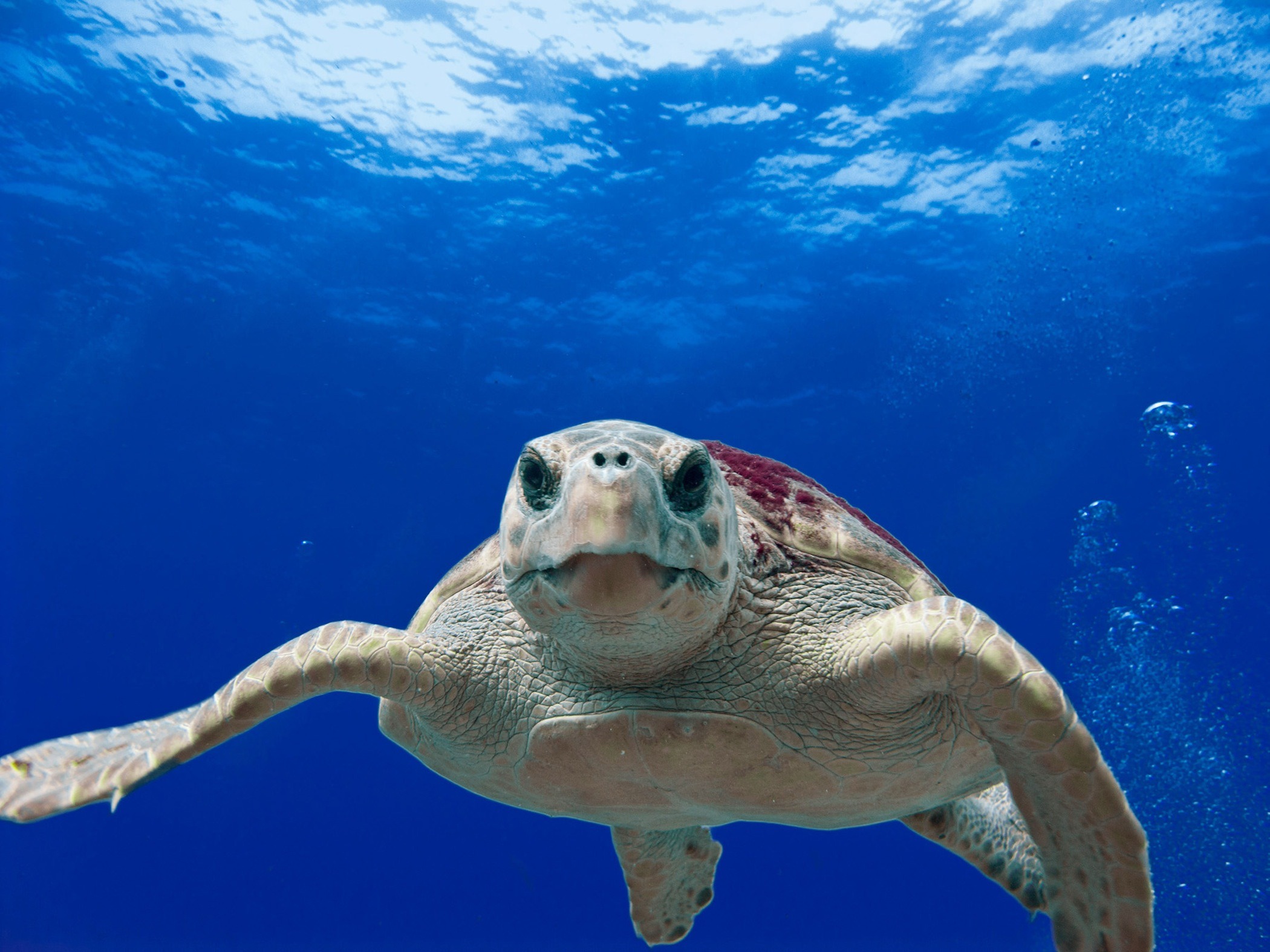 Handy-Wallpaper Tiere, Unterwasser, Schildkröte, Schildkröten, Seeleben kostenlos herunterladen.