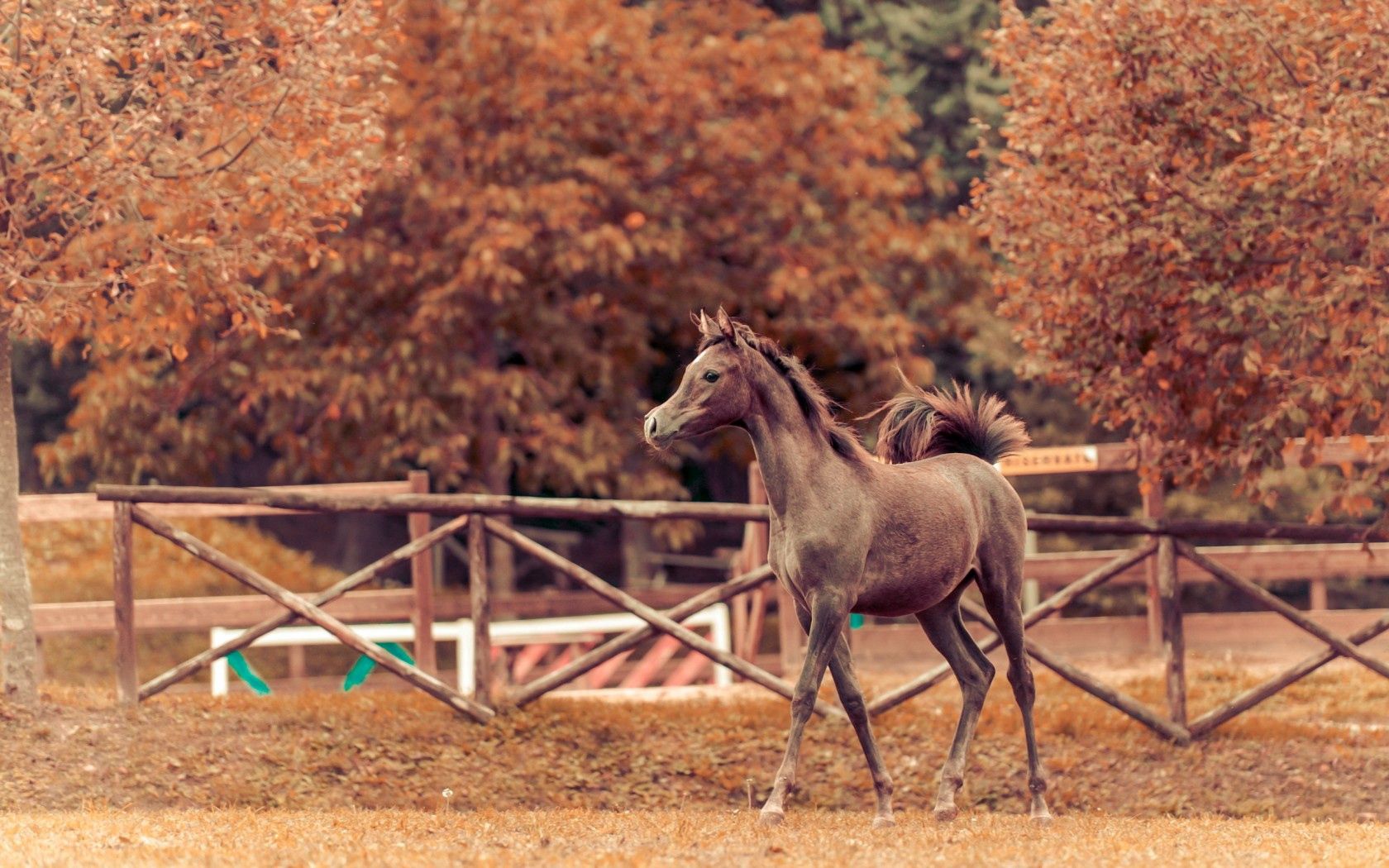 animals, background, autumn, horse, corral, stallion