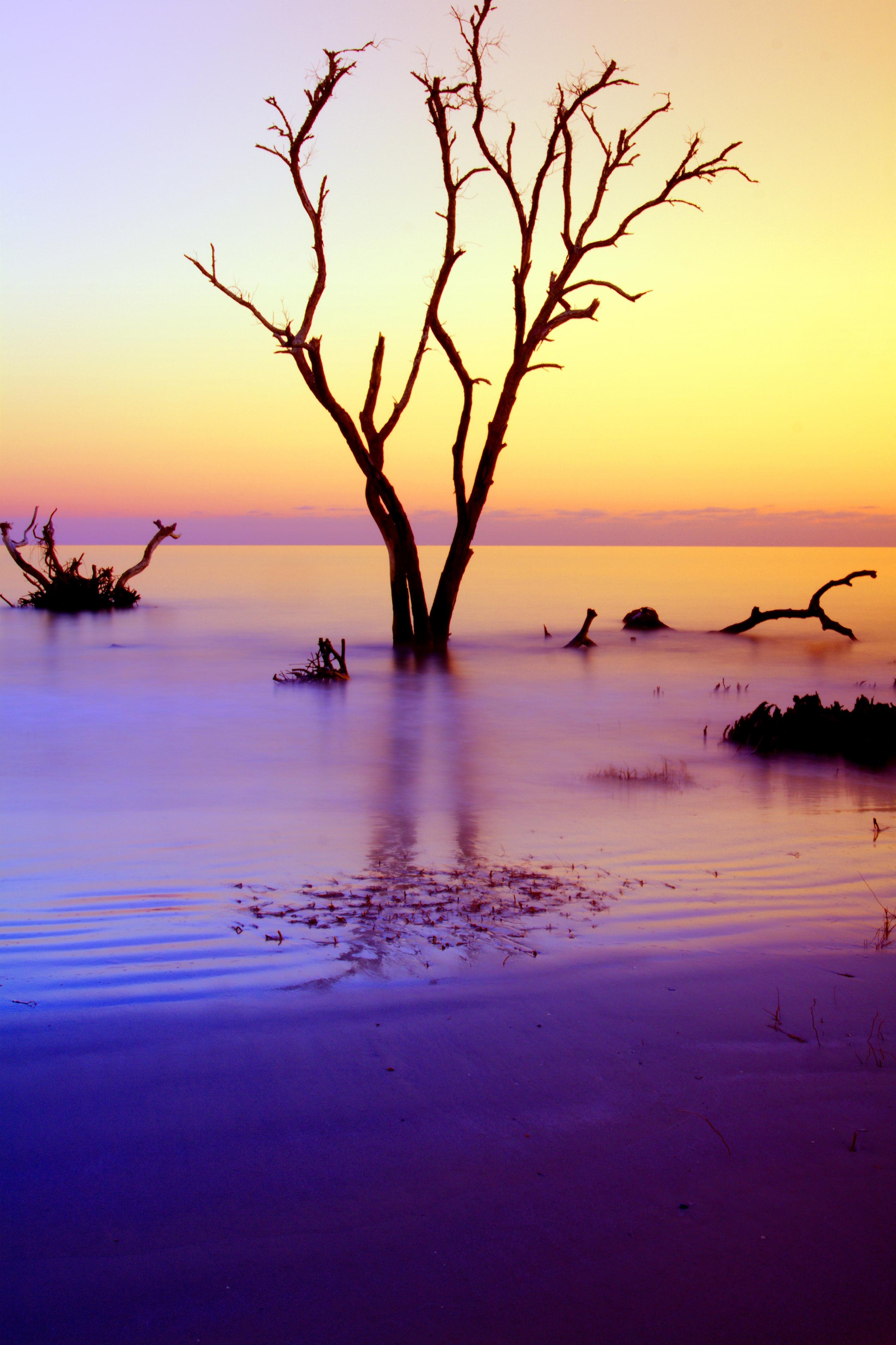 Download mobile wallpaper Branches, Driftwood, Wood, Nature, Tree, Horizon, Sunset for free.