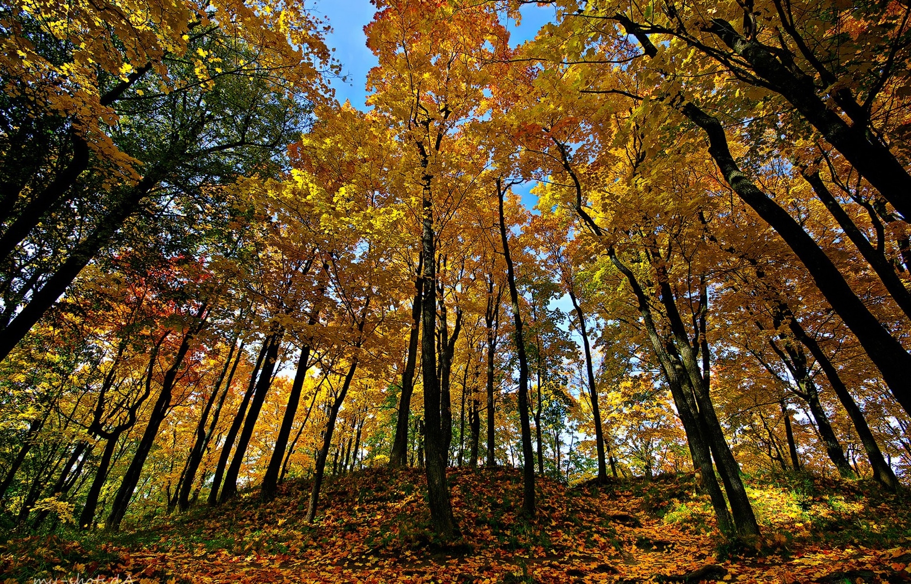Handy-Wallpaper Natur, Wald, Bäume, Herbst kostenlos herunterladen.