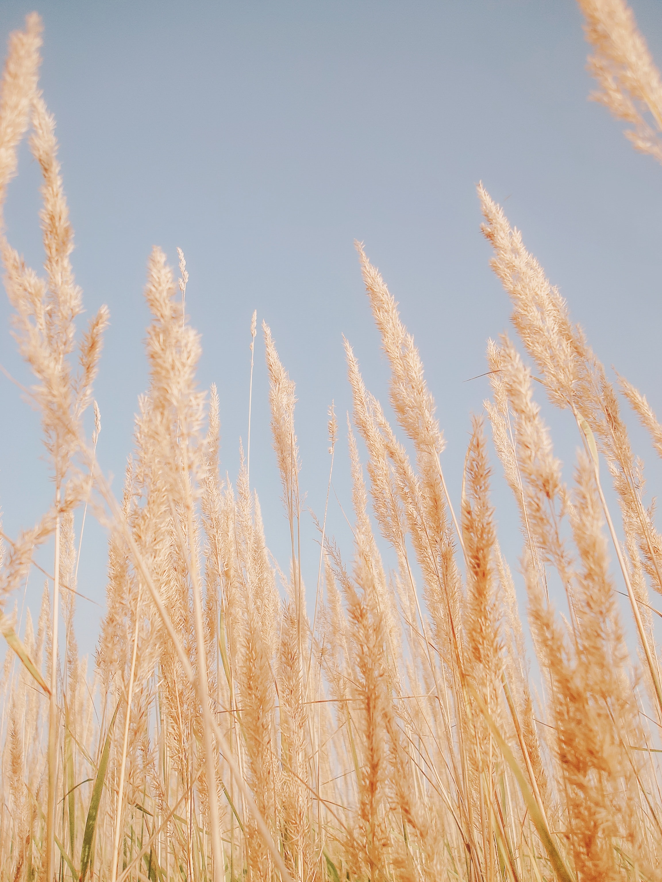 Free download wallpaper Nature, Grass, Dry, Cane, Reed, Brown, Plants on your PC desktop