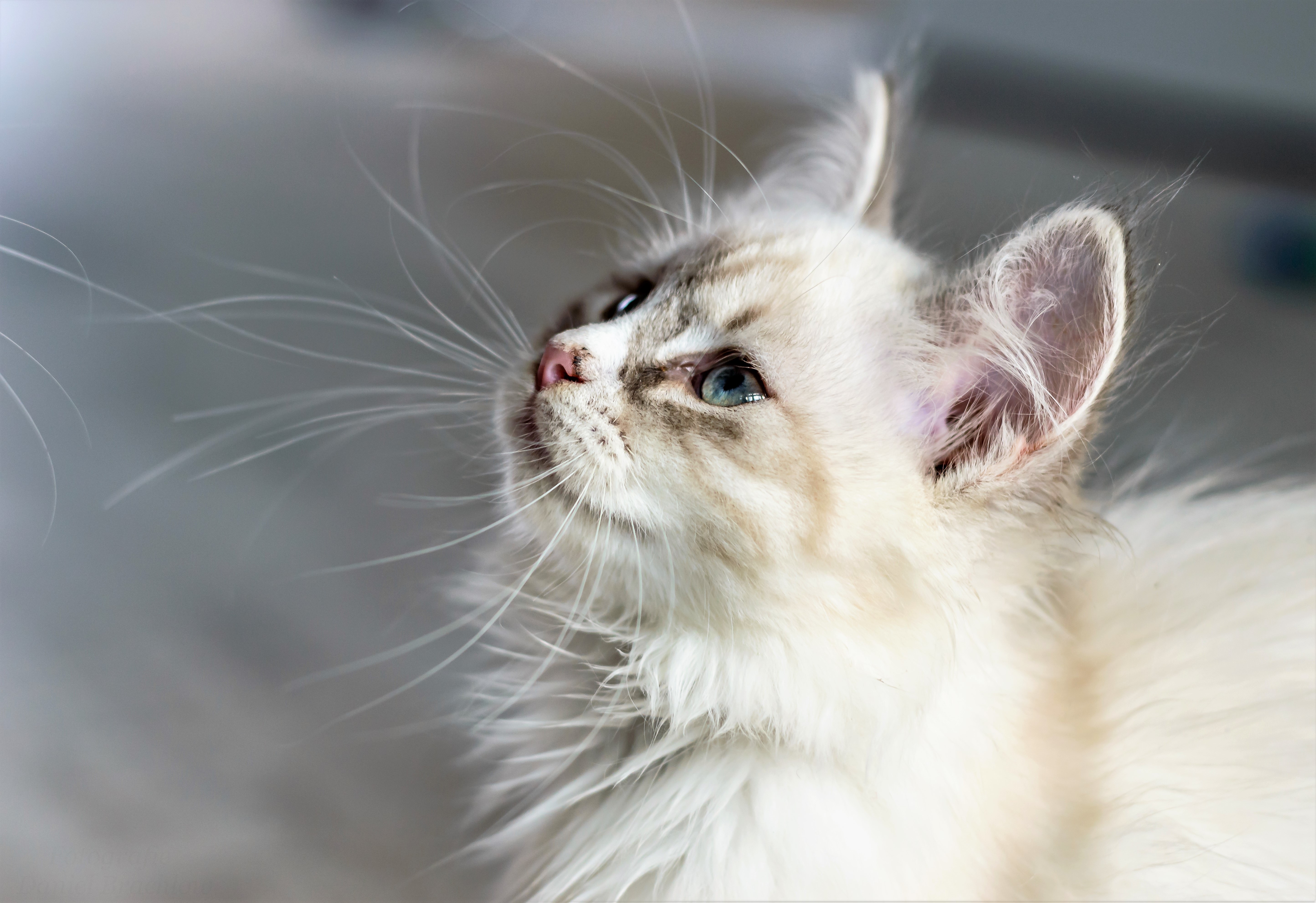 Téléchargez gratuitement l'image Animaux, Chats, Chat sur le bureau de votre PC