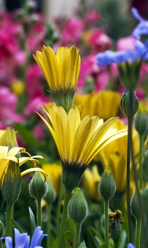 Descarga gratuita de fondo de pantalla para móvil de Flores, Flor, Jardín, Colorado, Tierra/naturaleza.