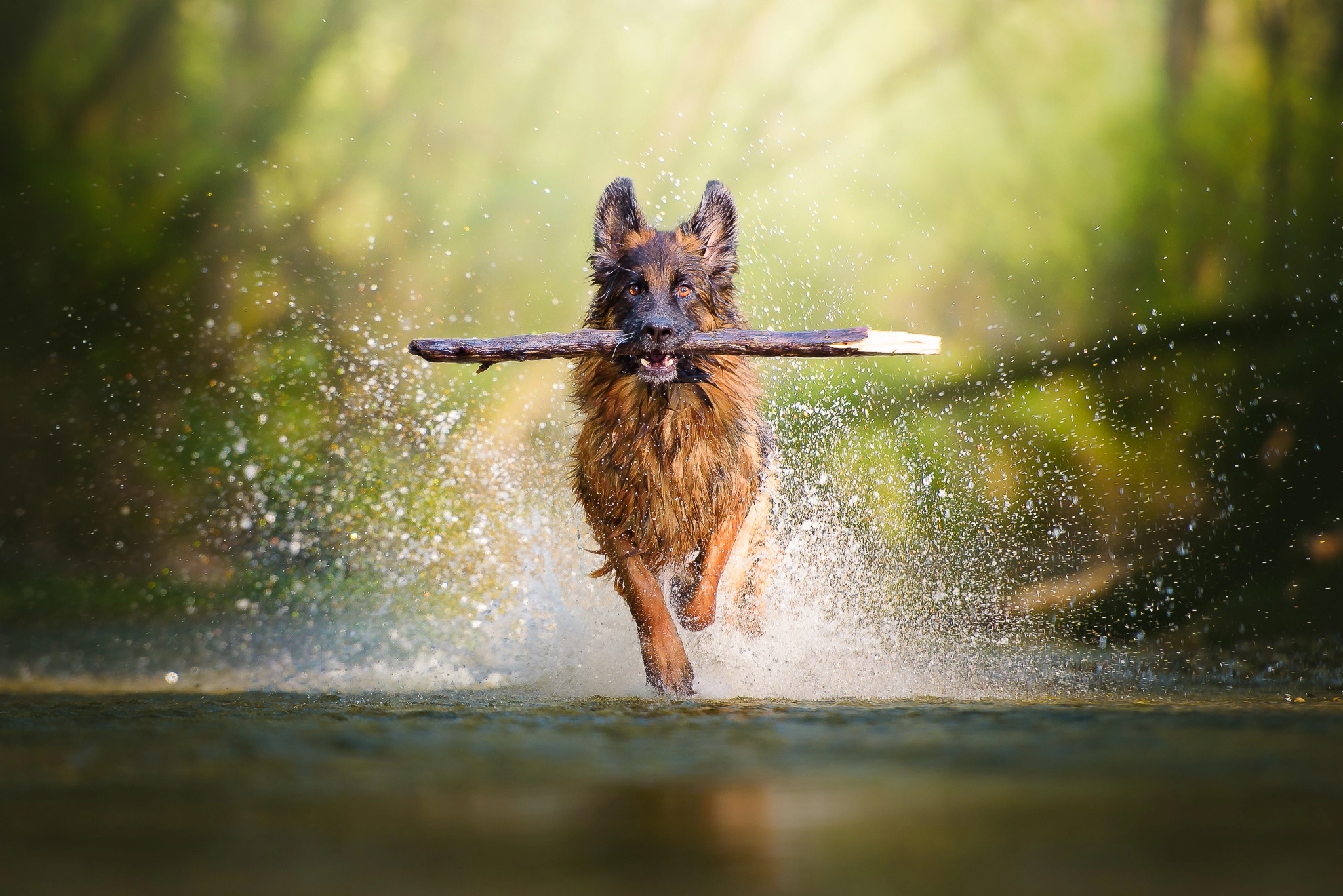 Download mobile wallpaper Dogs, Water, Dog, Splash, Animal, Depth Of Field for free.