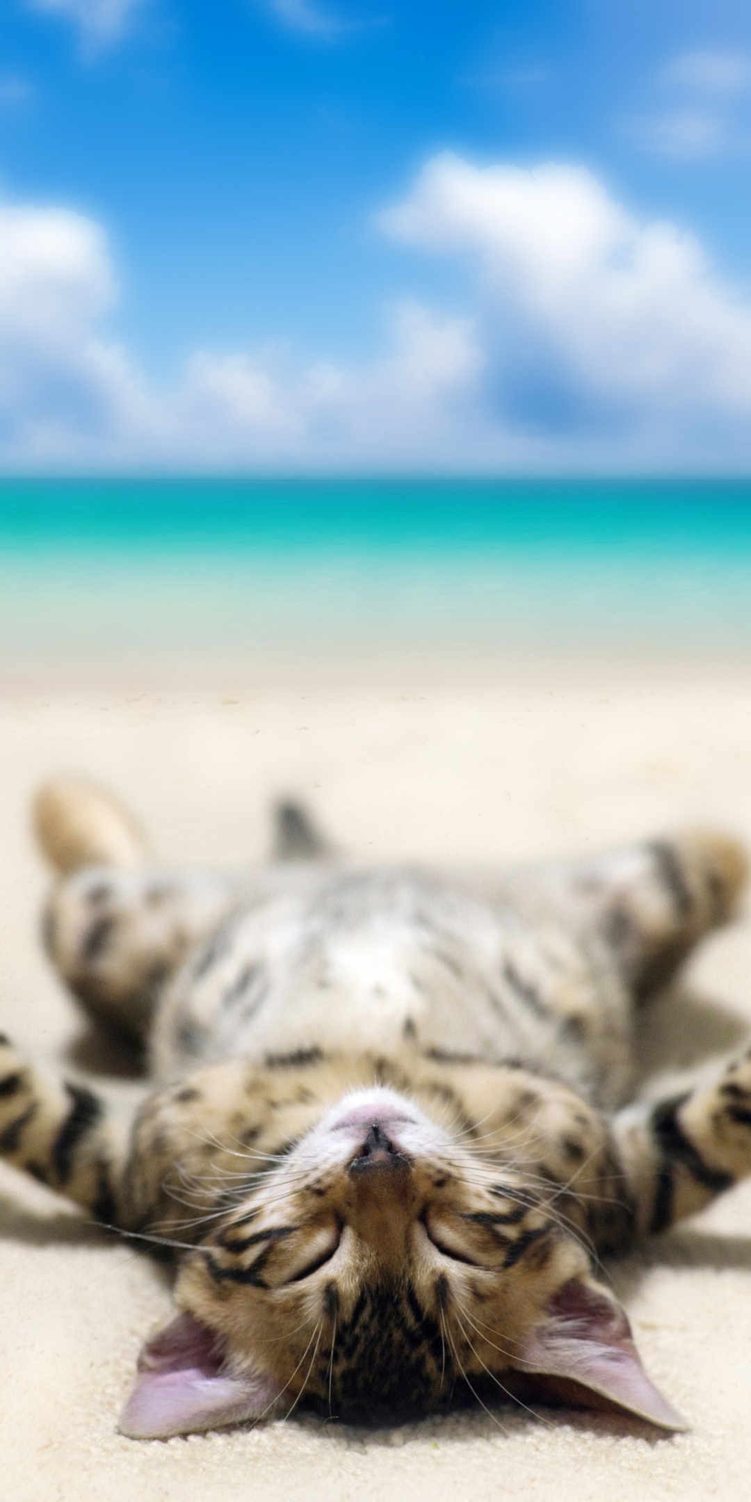 Download mobile wallpaper Cats, Beach, Cat, Humor, Lying Down for free.