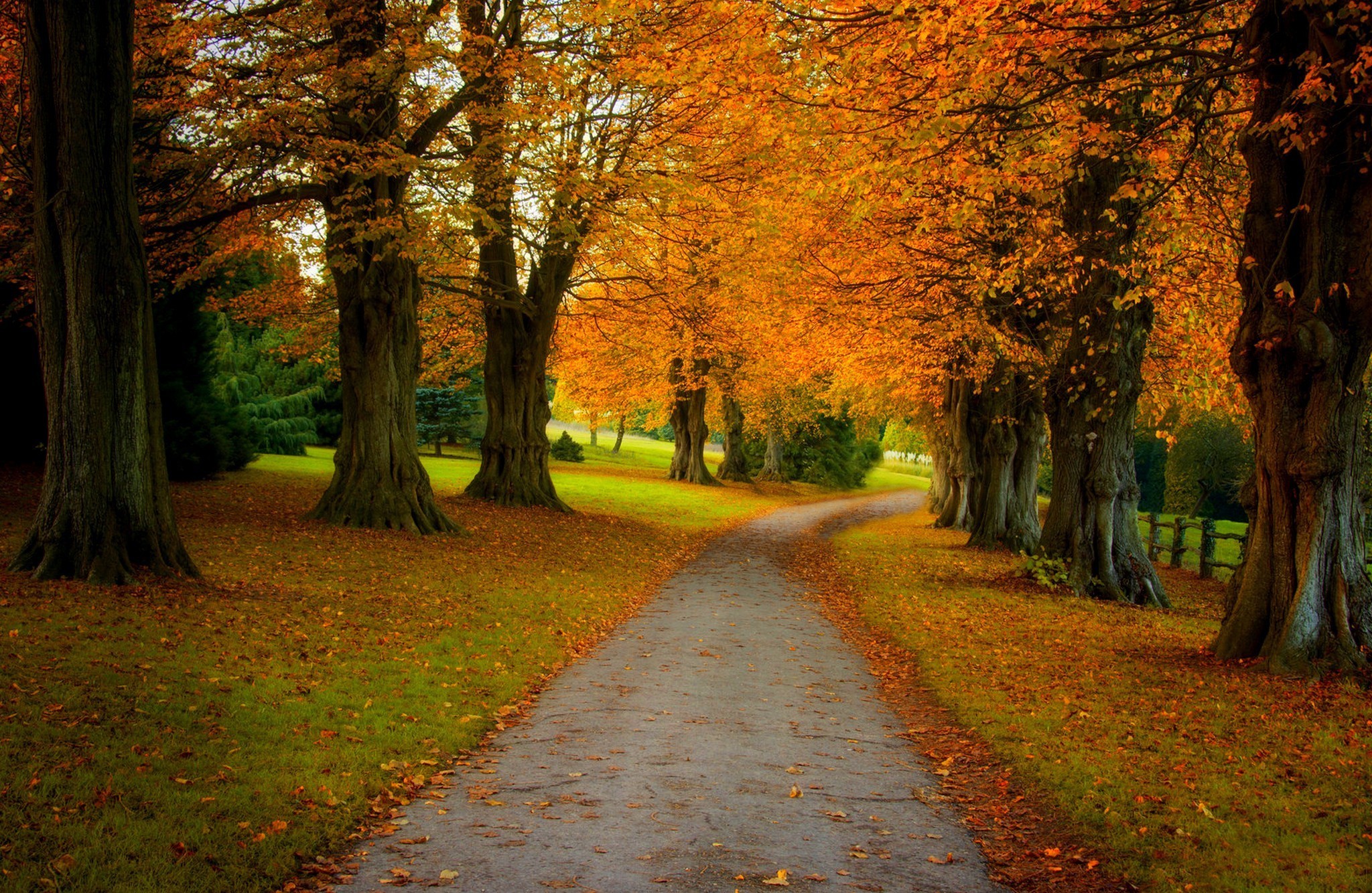 PCデスクトップに木, 秋, 葉, 道, 地球画像を無料でダウンロード