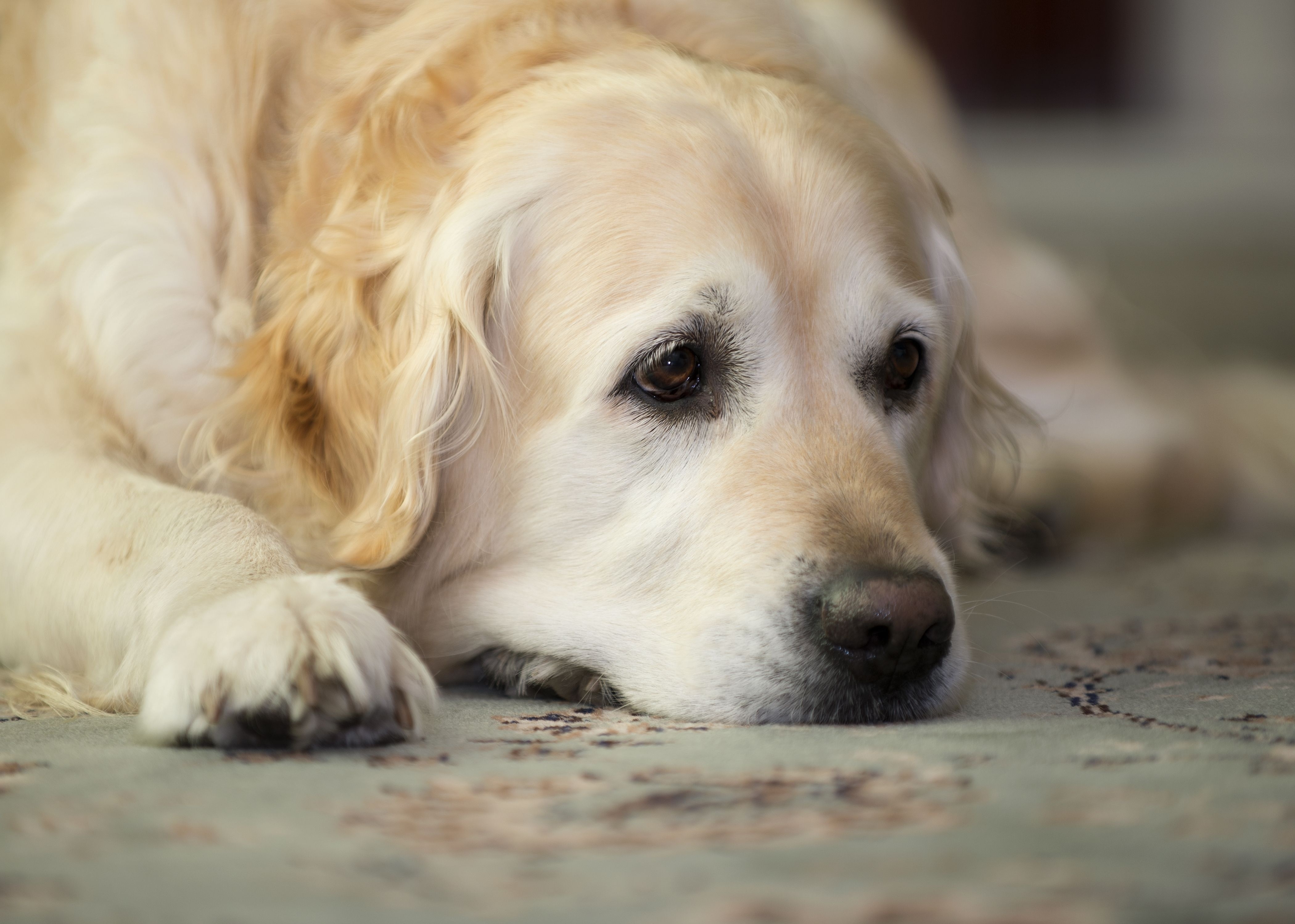golden retriever, sadness, animals, to lie down, lie, dog, muzzle, nice, sweetheart, sorrow wallpaper for mobile