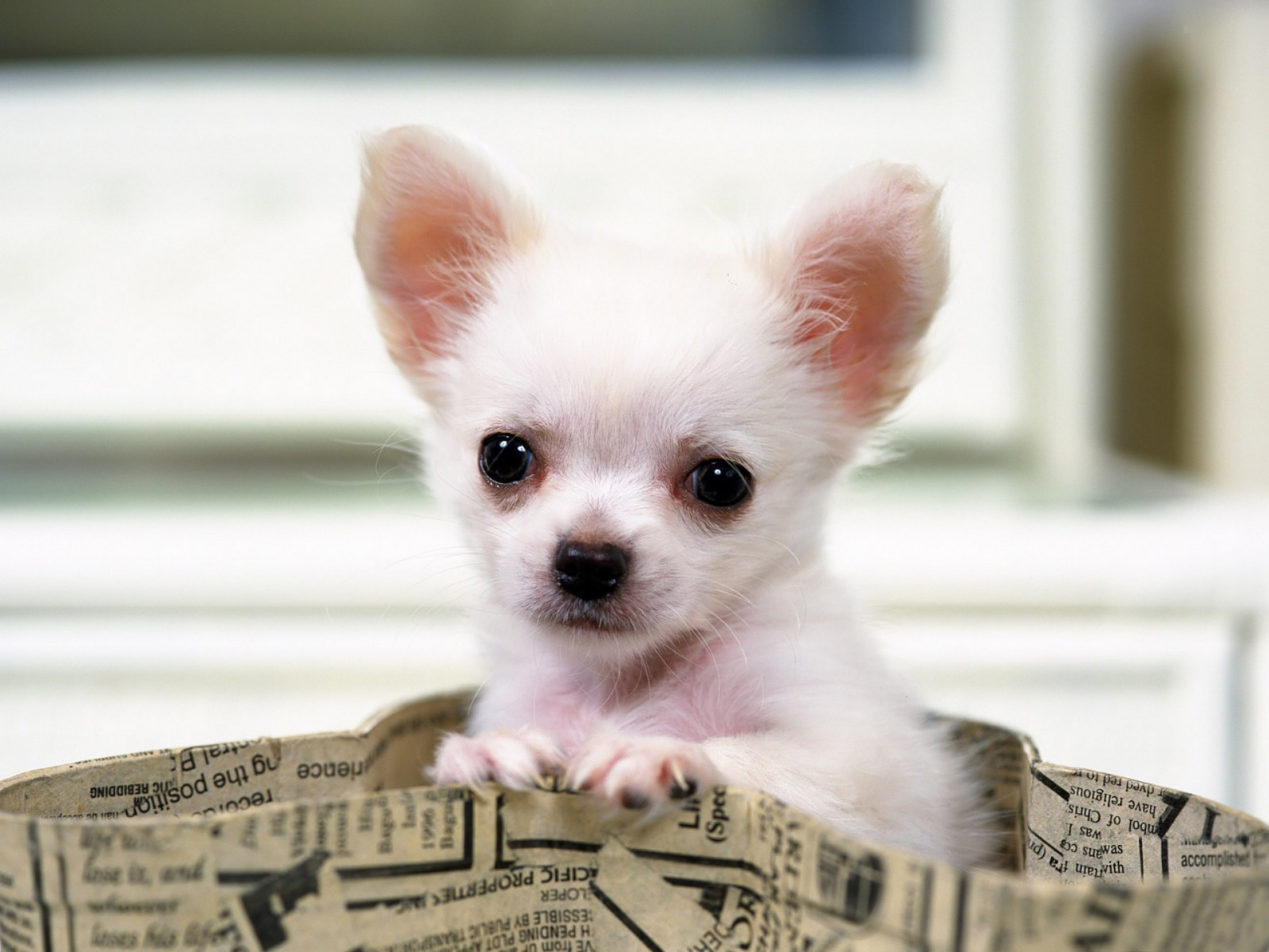 Téléchargez gratuitement l'image Animaux, Chiens, Chien sur le bureau de votre PC