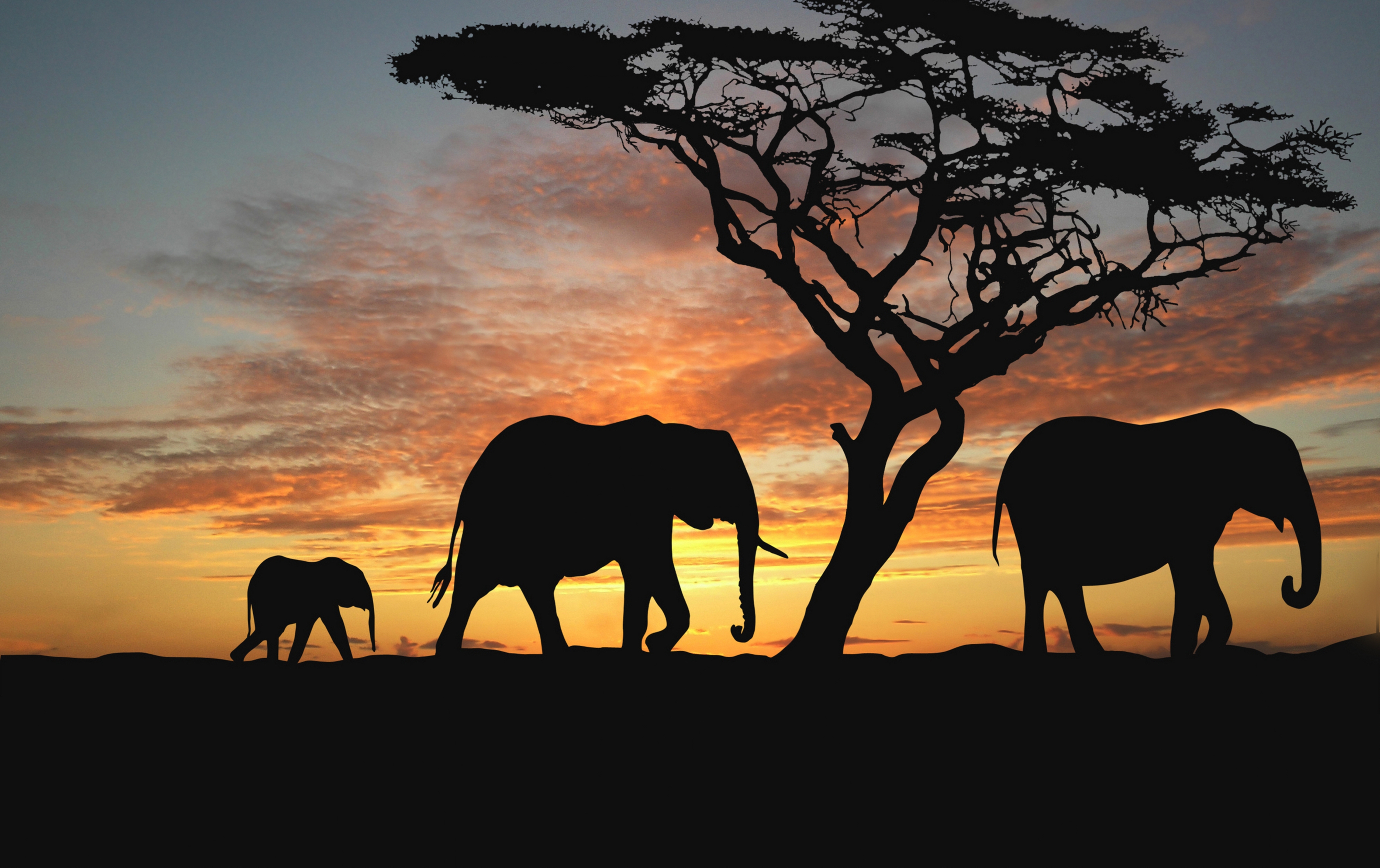 150036 скачать картинку слоны, силуэт, прогулка, деревья, темные, детеныш - обои и заставки бесплатно