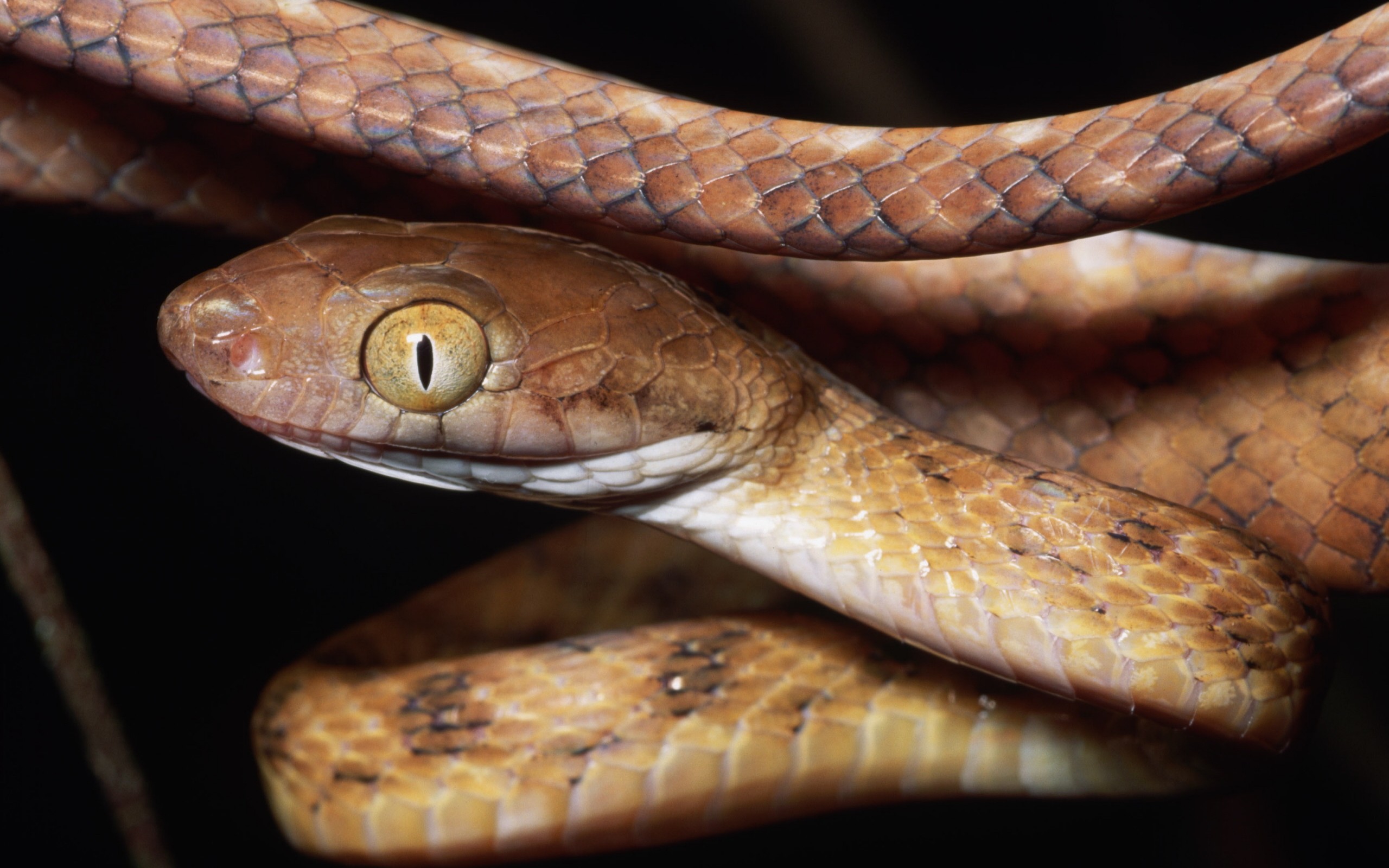 Descarga gratuita de fondo de pantalla para móvil de Serpiente, Reptiles, Animales.