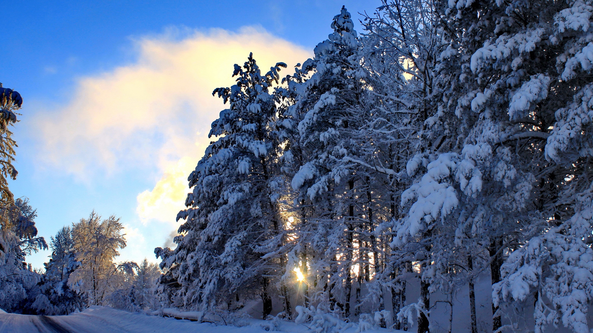 無料モバイル壁紙冬, 木, 雪, 道, 地球をダウンロードします。