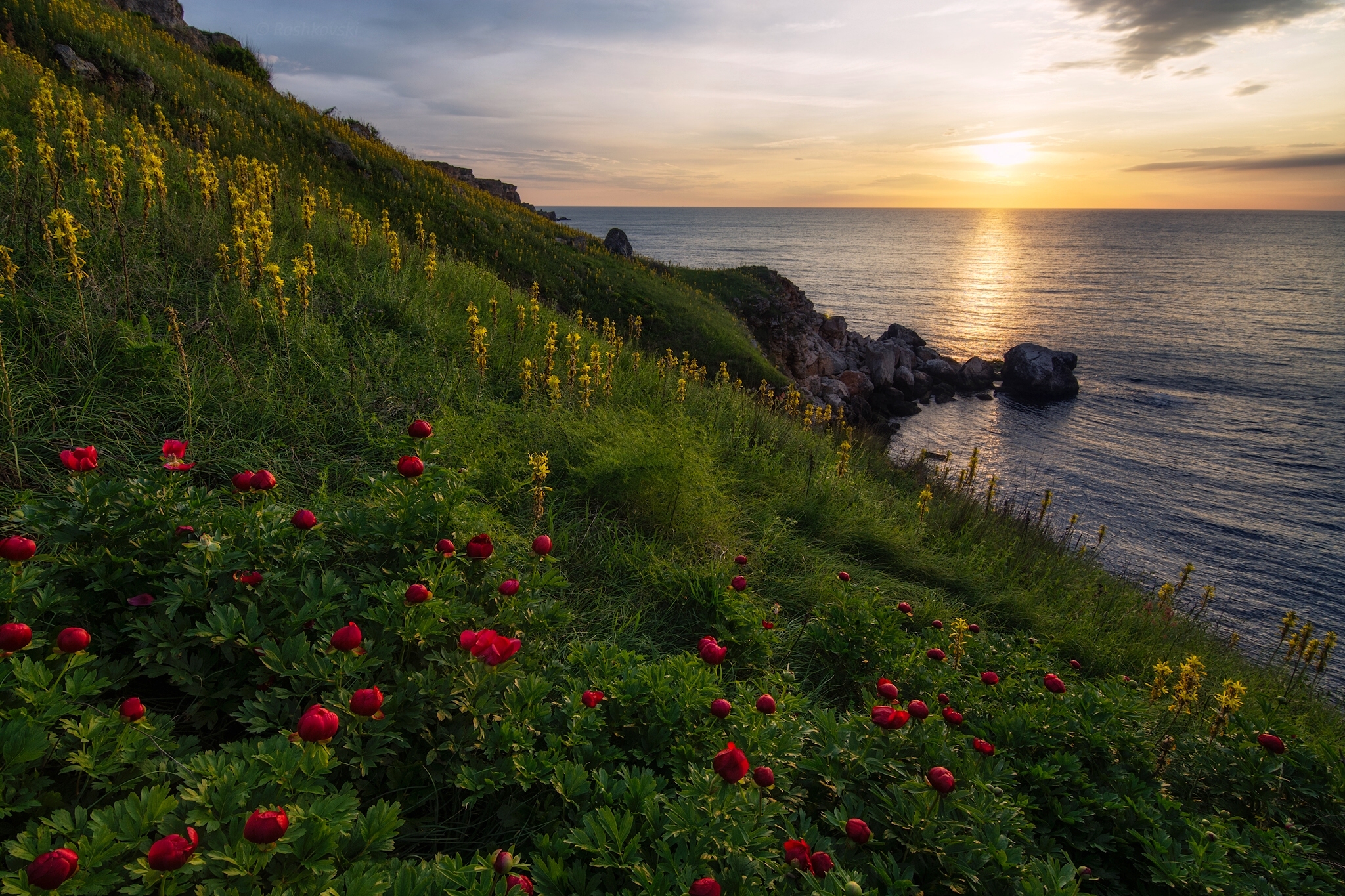 Download mobile wallpaper Flowers, Grass, Horizon, Flower, Coast, Earth, Field, Red Flower for free.