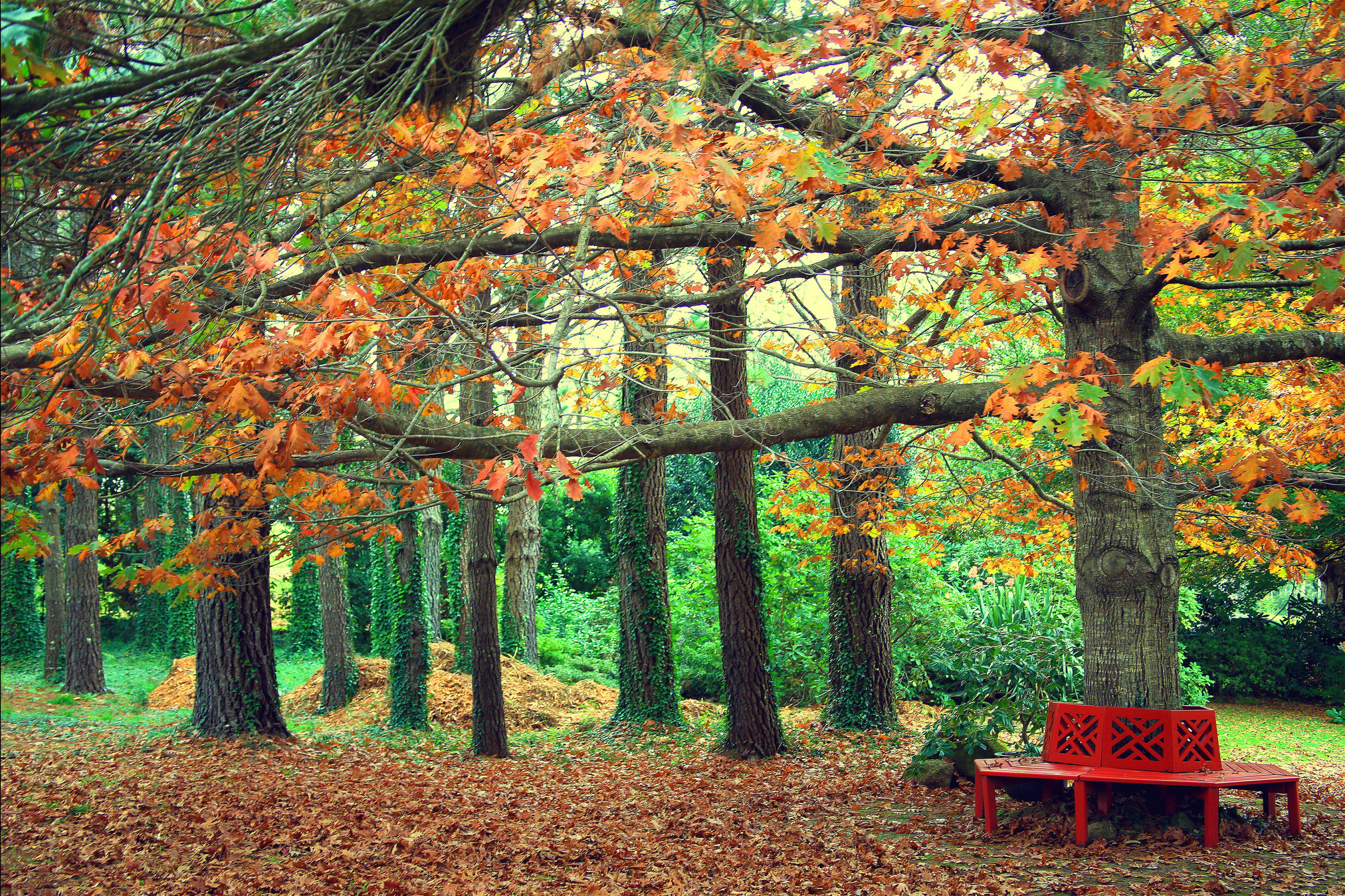 無料モバイル壁紙木, 秋, 公園, ベンチ, 写真撮影をダウンロードします。