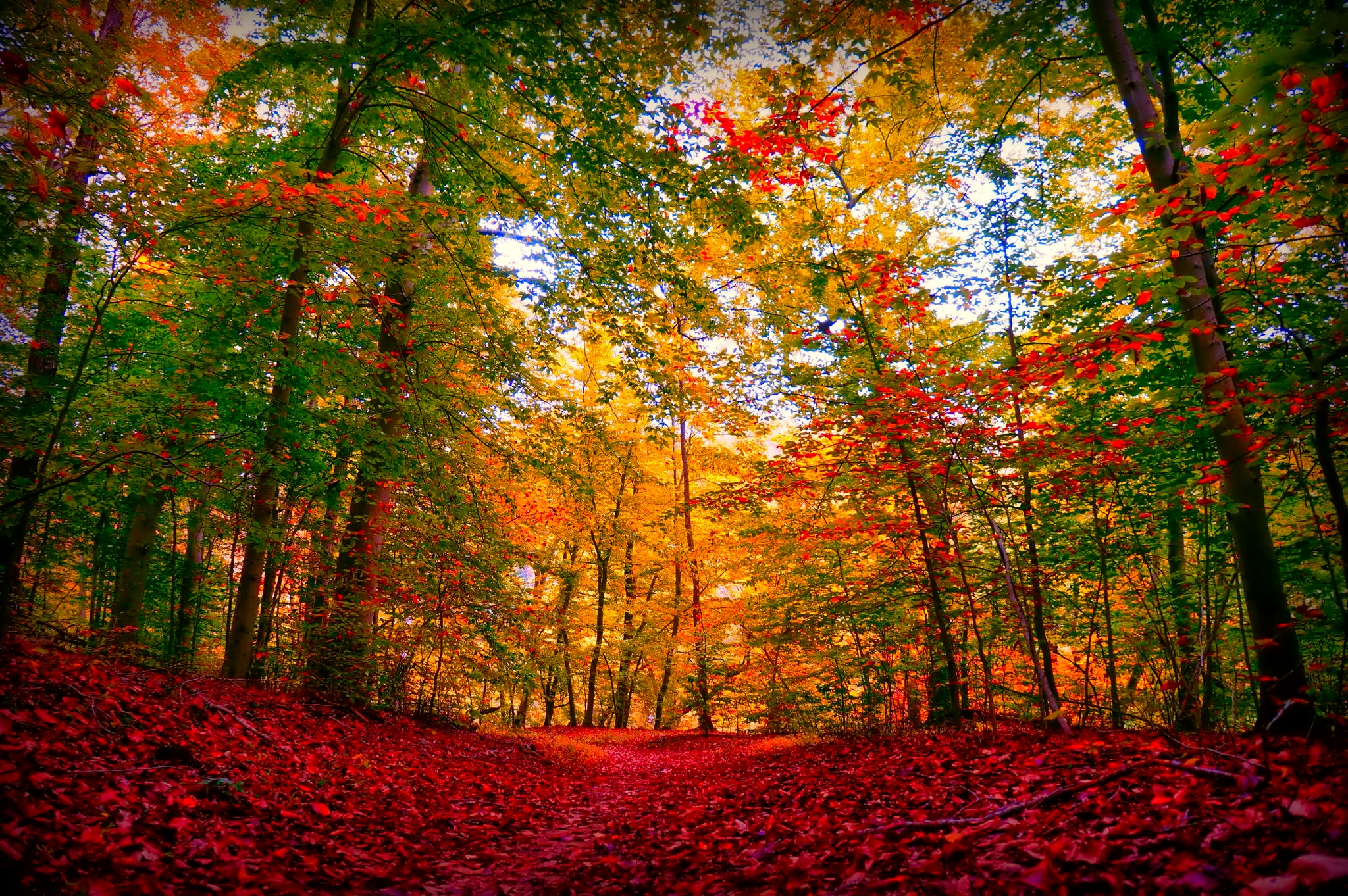Laden Sie das Natur, Herbst, Wald, Baum, Erde/natur-Bild kostenlos auf Ihren PC-Desktop herunter