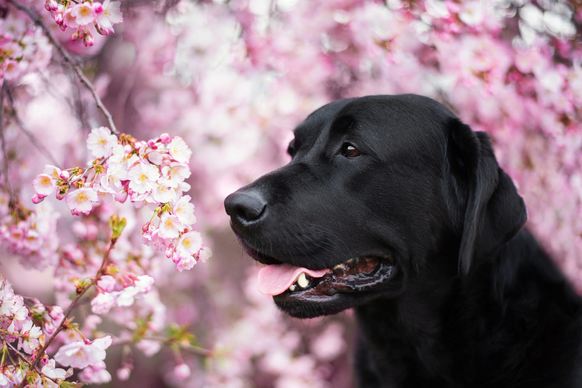 Handy-Wallpaper Tiere, Hunde, Labrador Retriever kostenlos herunterladen.