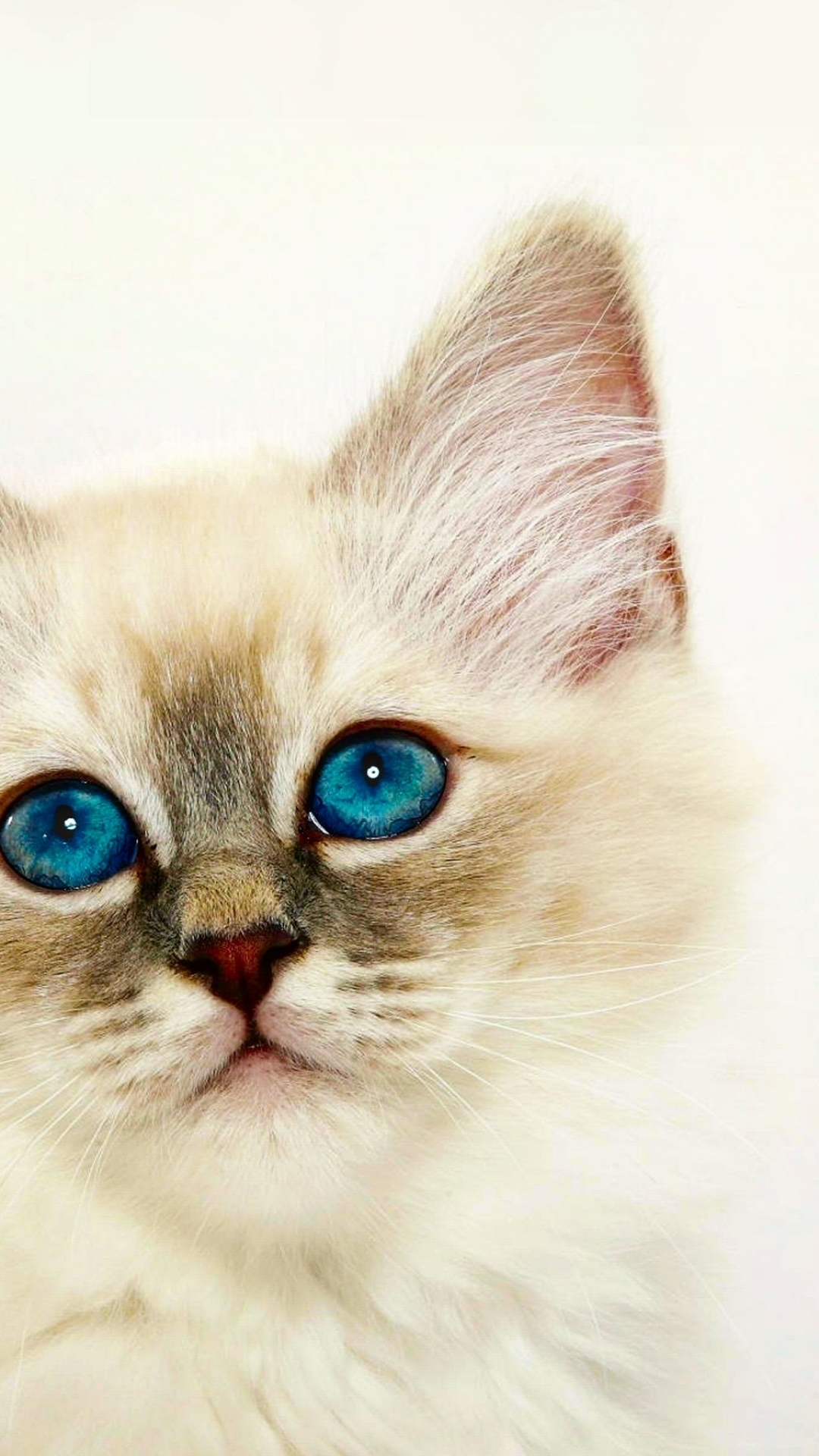 Descarga gratuita de fondo de pantalla para móvil de Gatito, Gato, Gatos, Animales.