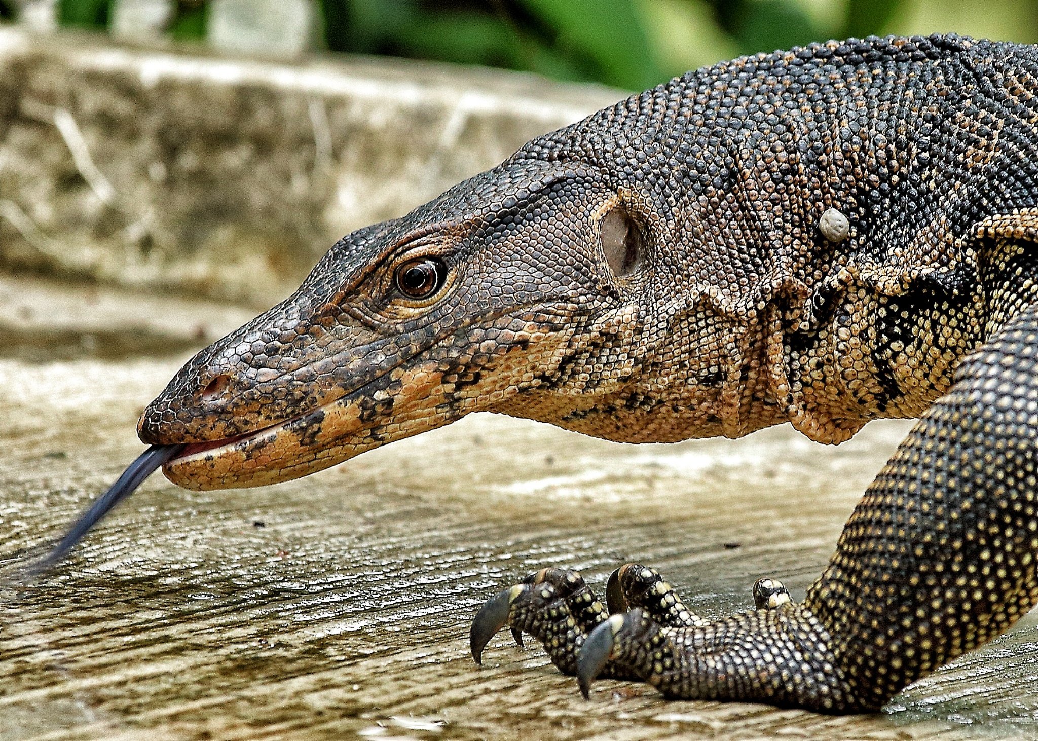 Handy-Wallpaper Tiere, Asiatischer Wassermonitor kostenlos herunterladen.