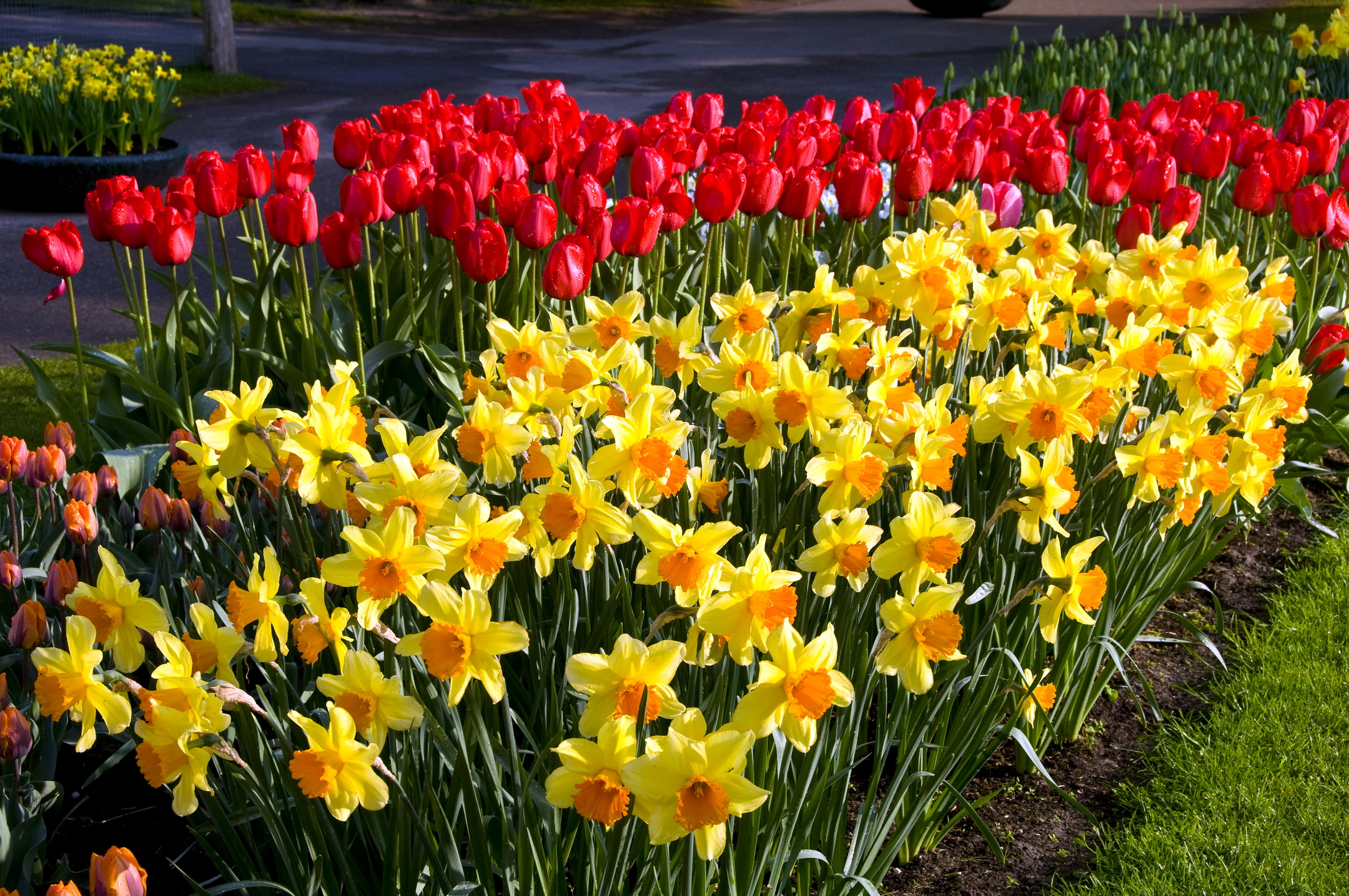 258504 descargar fondo de pantalla tierra/naturaleza, flor, narciso, tulipán, flores: protectores de pantalla e imágenes gratis