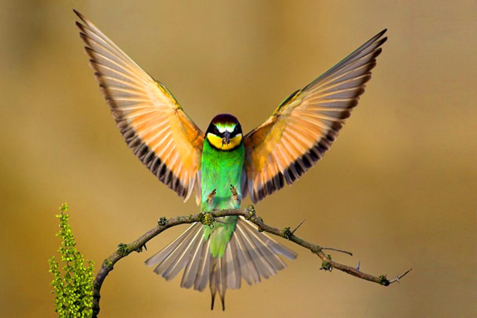 Download mobile wallpaper Bird, Branch, Animal, Wings, Bee Eater for free.