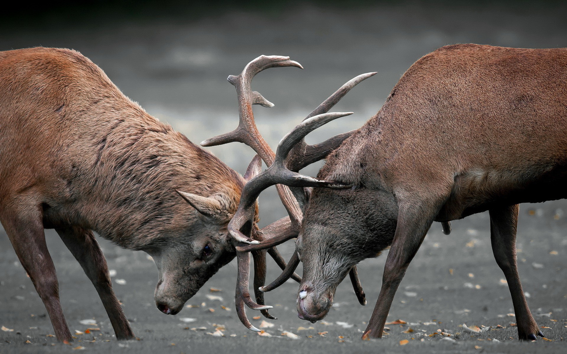 elk, animal HD wallpaper