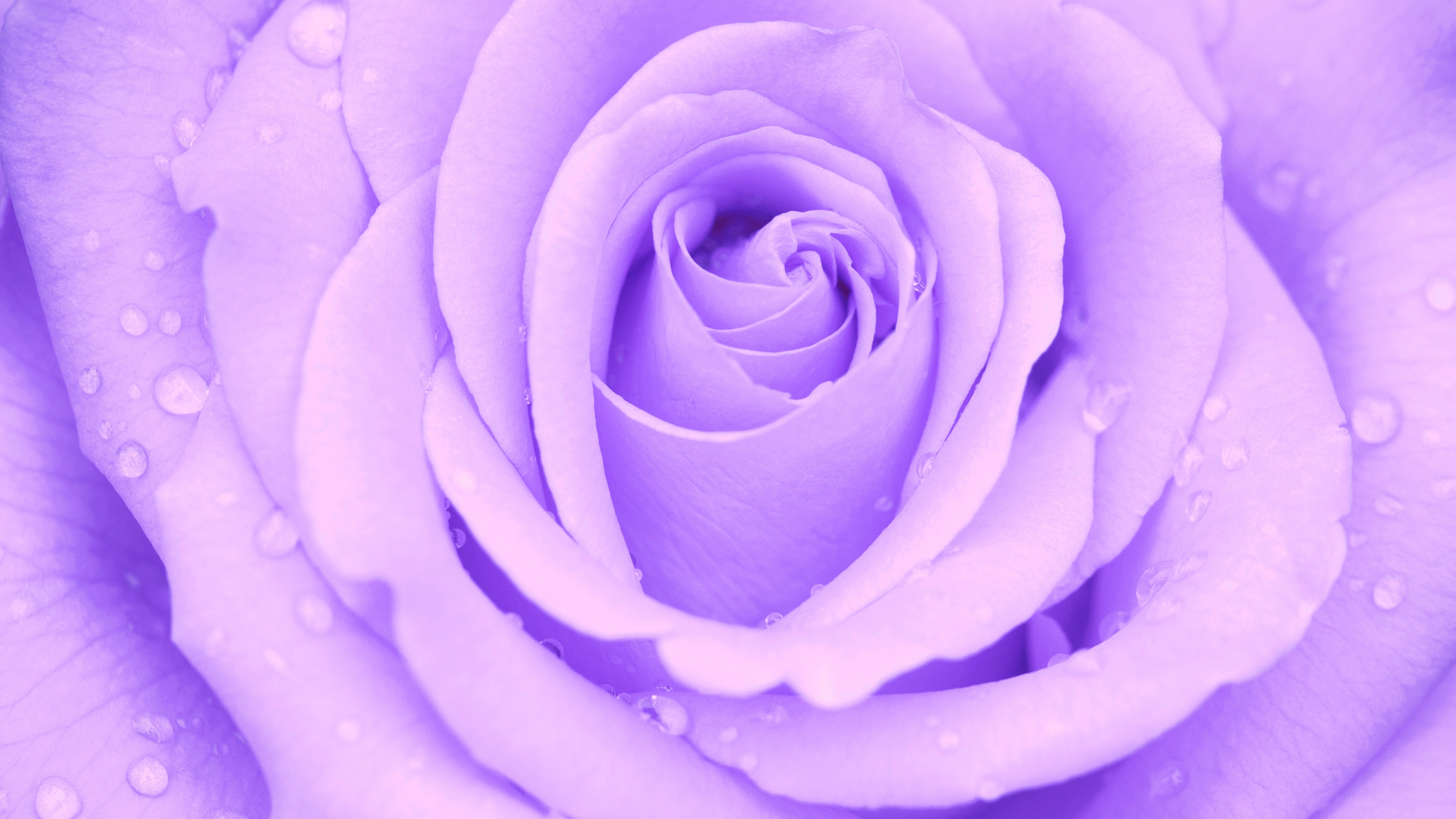 Download mobile wallpaper Flowers, Flower, Rose, Earth, Purple Flower, Water Drop for free.