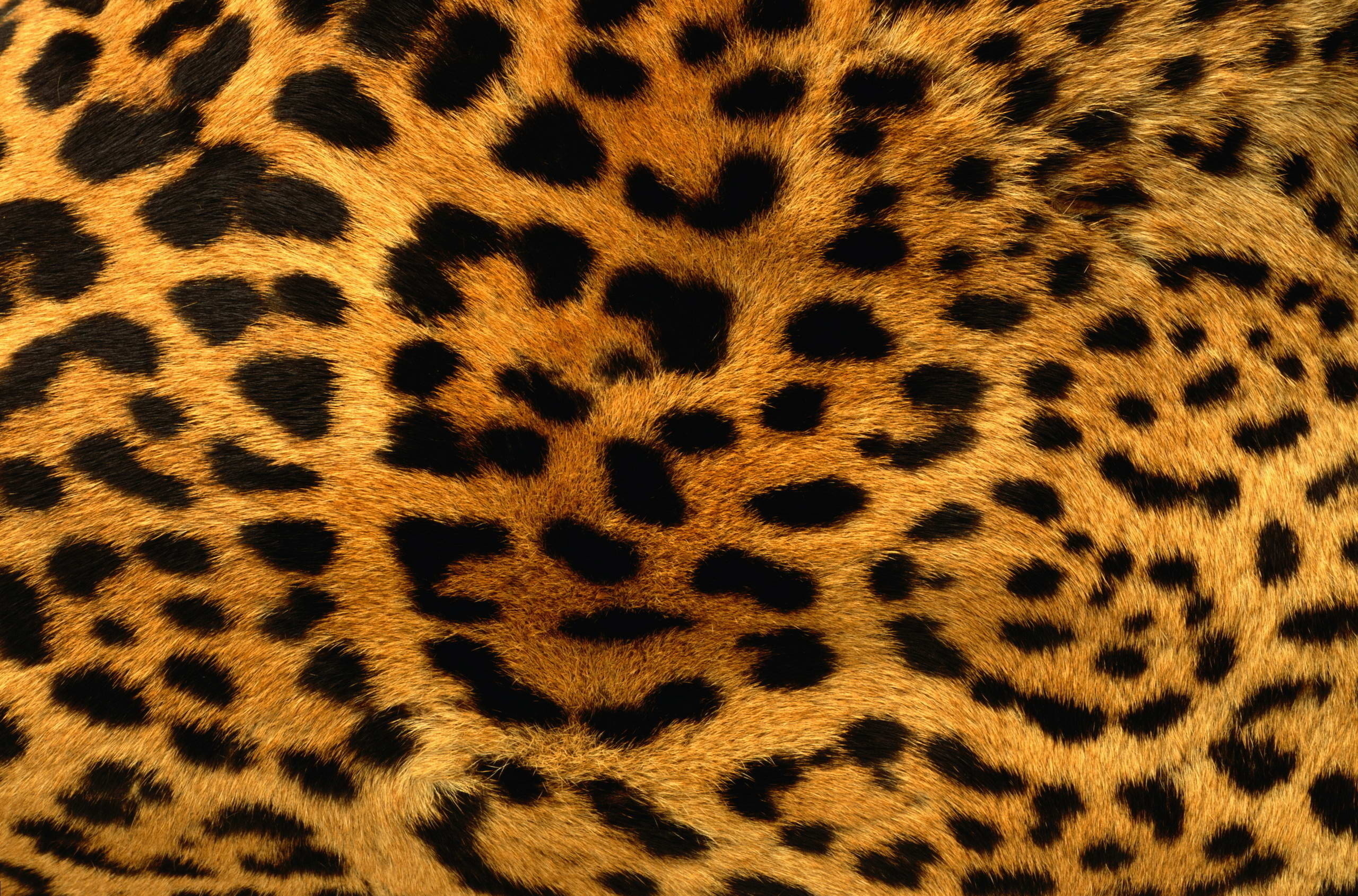 17082 télécharger le fond d'écran contexte, léopards, orange - économiseurs d'écran et images gratuitement