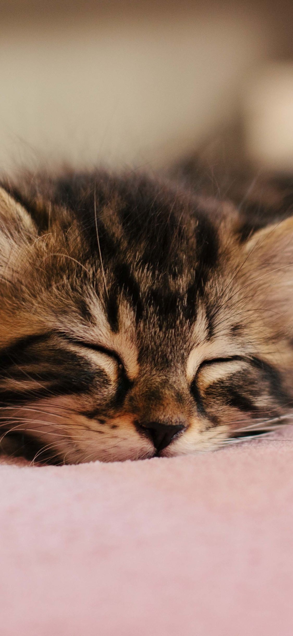 Download mobile wallpaper Cats, Cat, Kitten, Animal, Sleeping, Baby Animal for free.