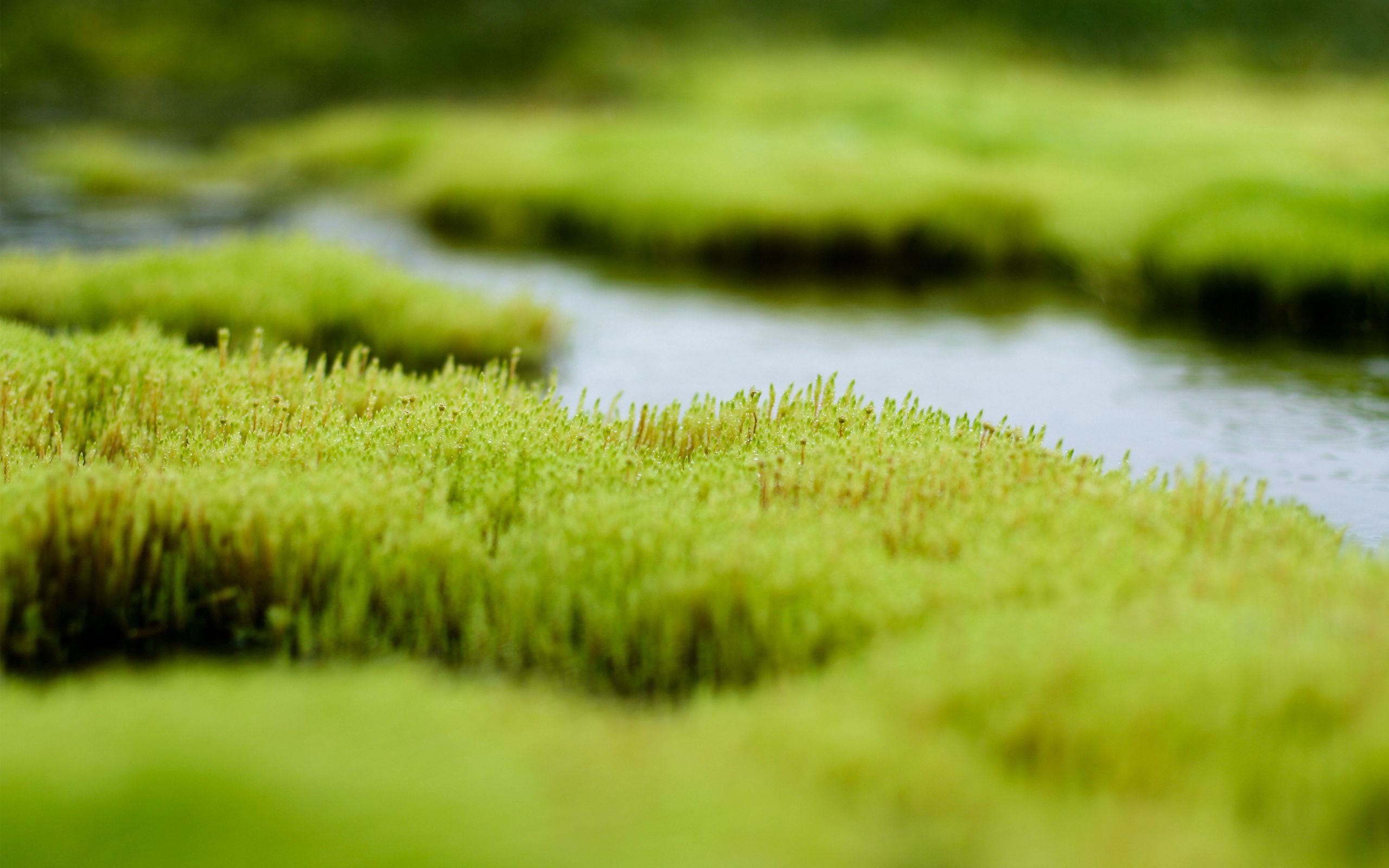 Laden Sie das Grass, Makro, Wasser, Hintergrund-Bild kostenlos auf Ihren PC-Desktop herunter