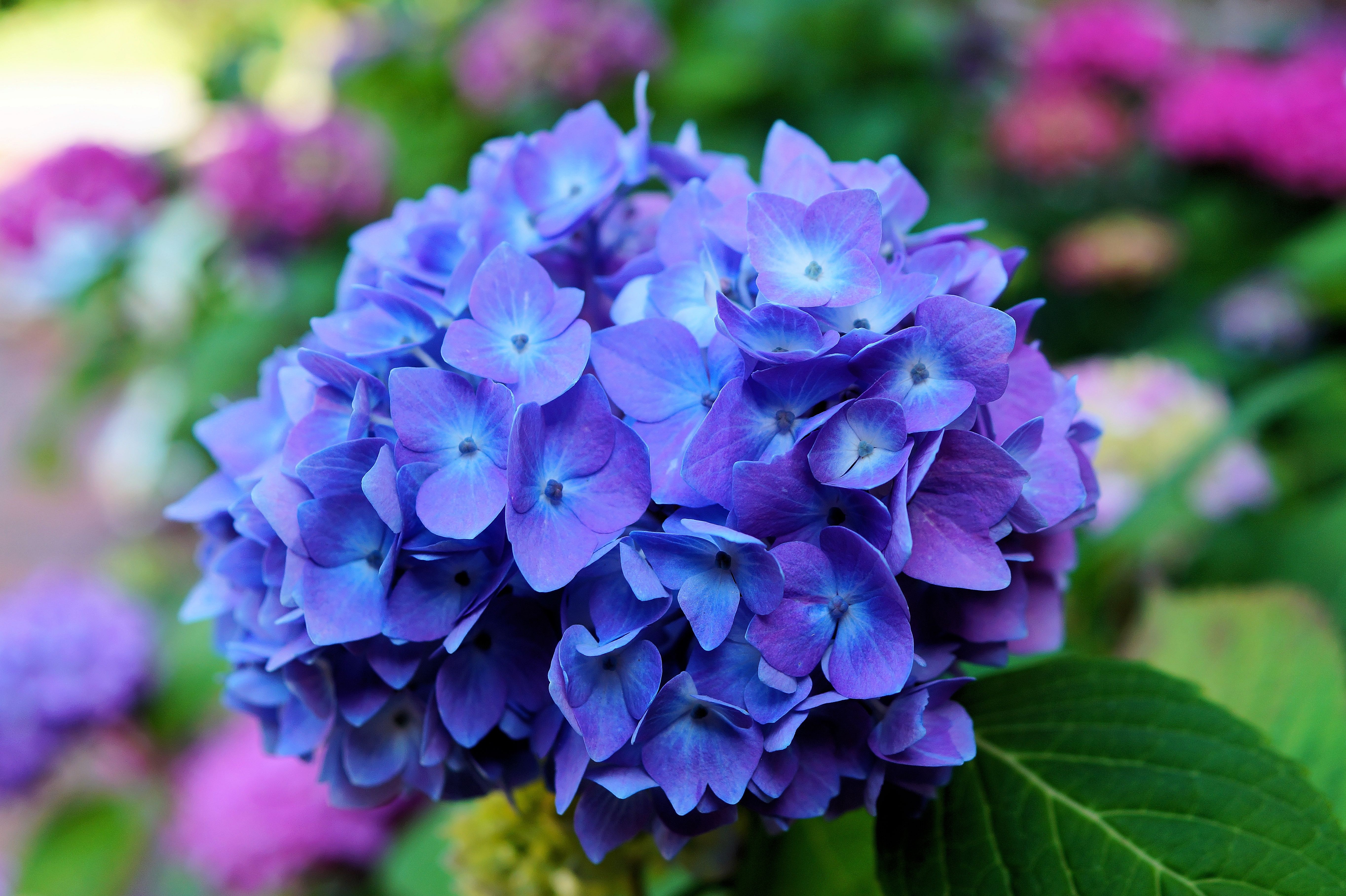 Free download wallpaper Flowers, Flower, Close Up, Earth, Hydrangea, Blue Flower on your PC desktop