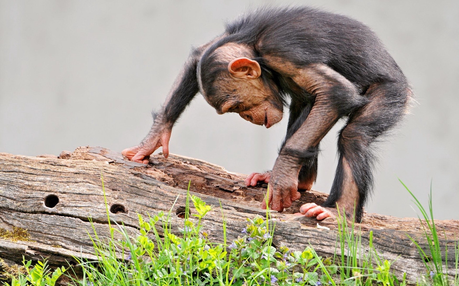 Скачати мобільні шпалери Тварина, Шимпанзе безкоштовно.