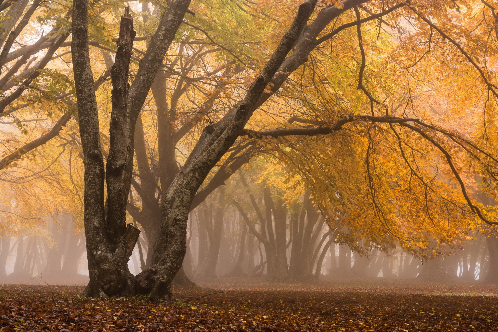 PCデスクトップに秋, イタリア, 森, 地球, サンセベリーノ画像を無料でダウンロード