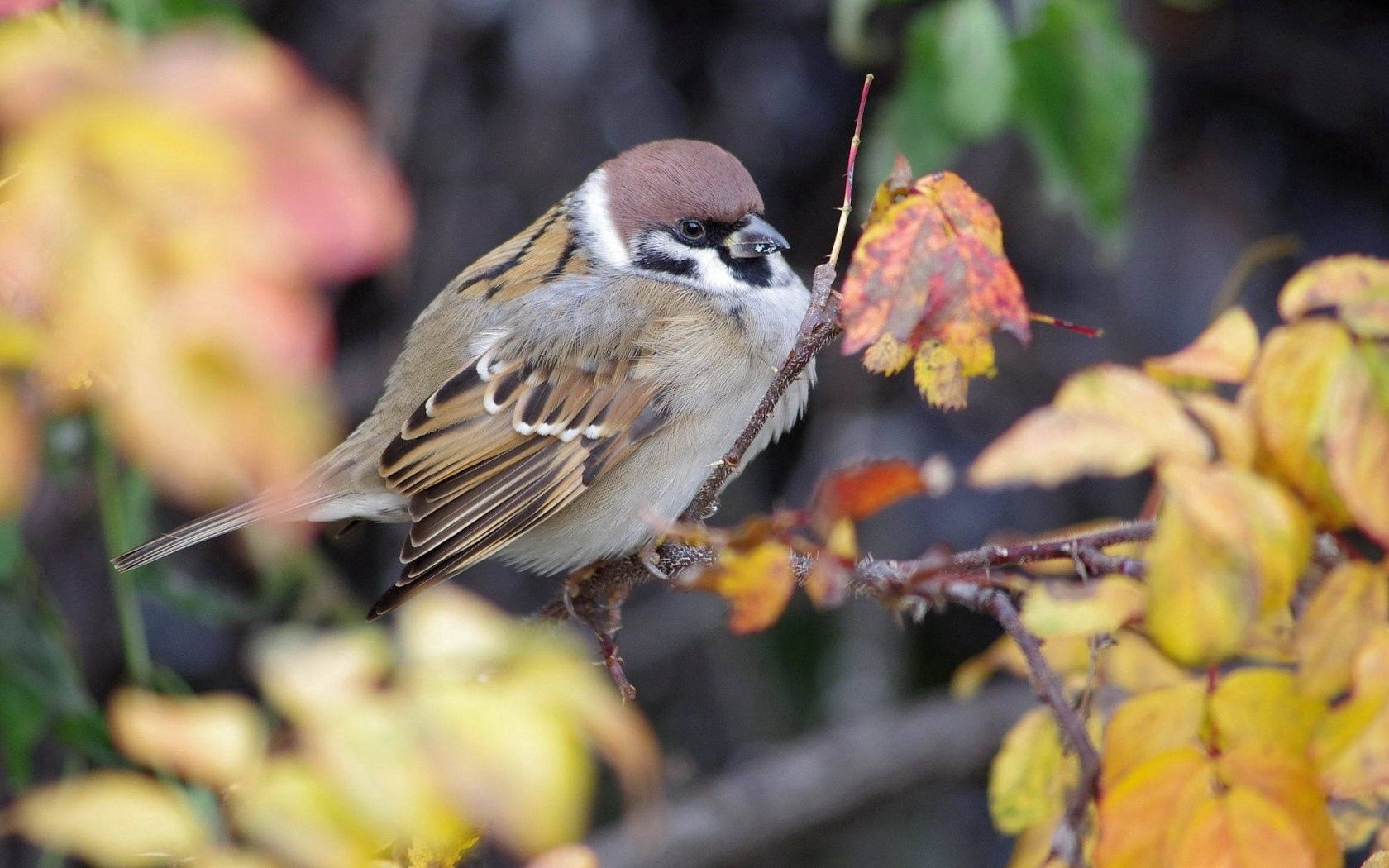 Download background bird, nature, animals, autumn, sparrow, branch, foliage