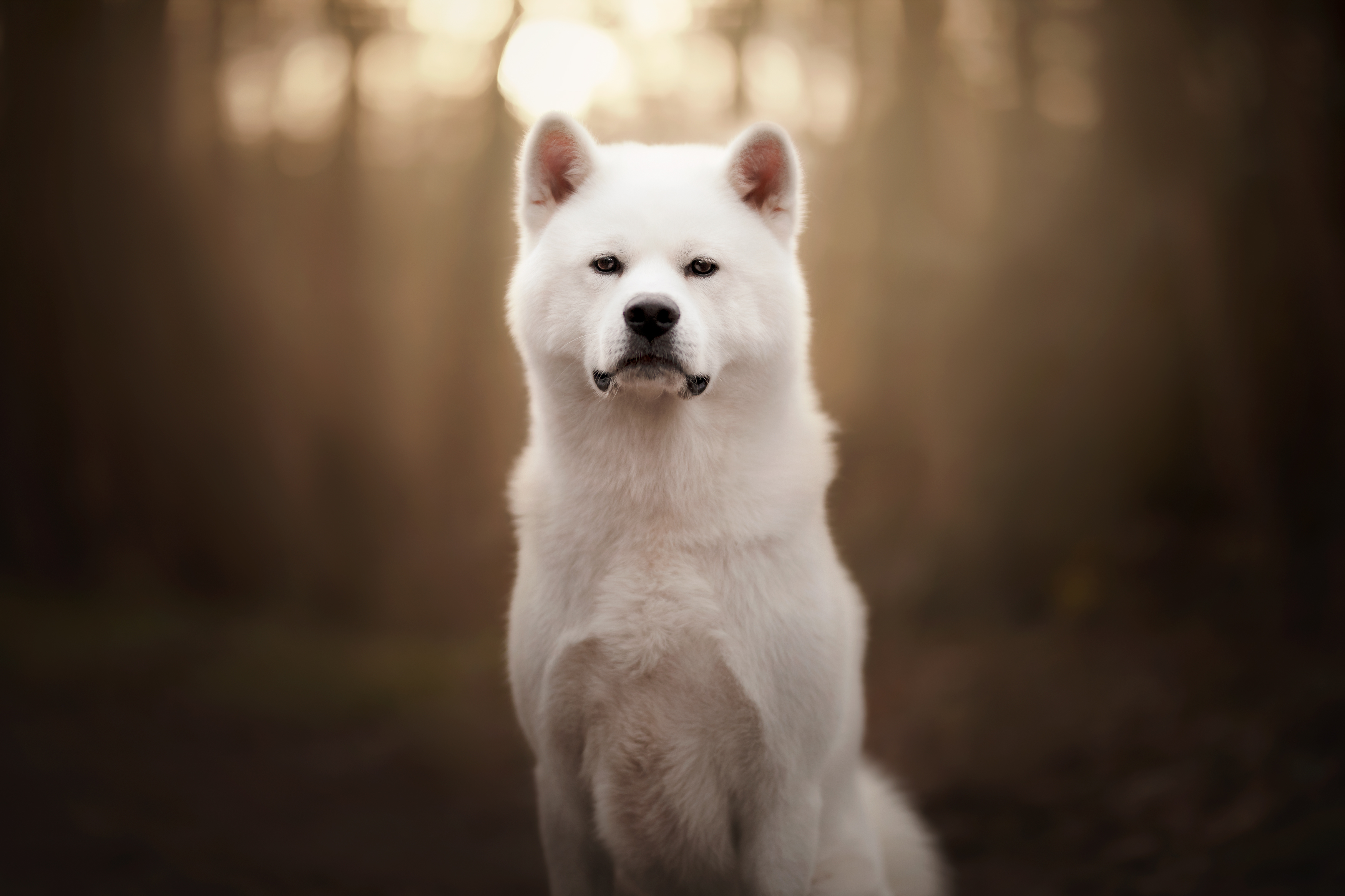 Download mobile wallpaper Dogs, Animal, Akita for free.