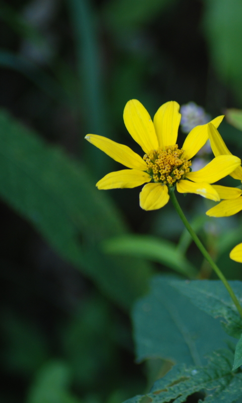 Descarga gratuita de fondo de pantalla para móvil de Flores, Flor, De Cerca, Tierra/naturaleza.