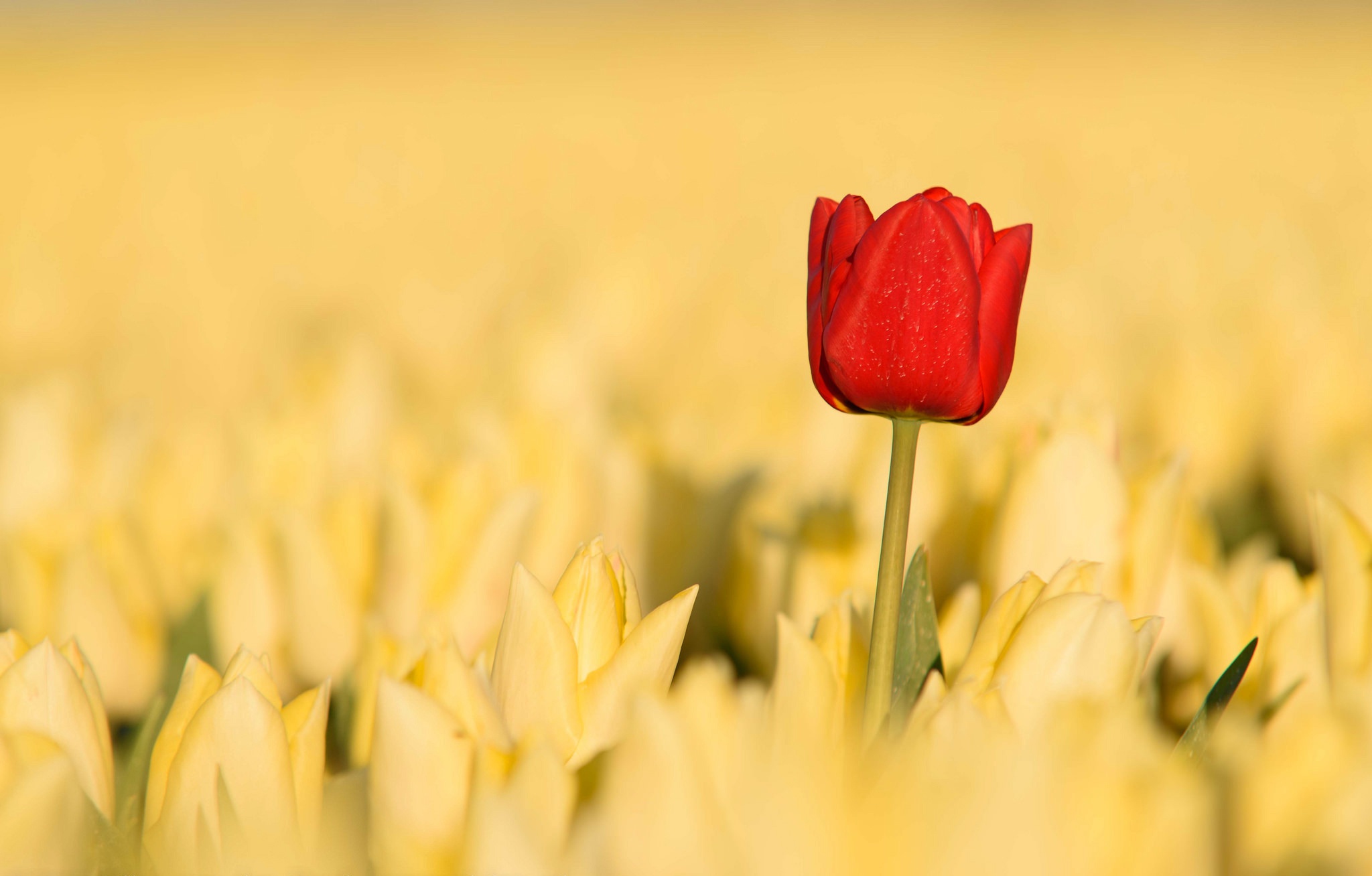Free download wallpaper Nature, Flowers, Summer, Flower, Earth, Tulip, Yellow Flower, Red Flower on your PC desktop