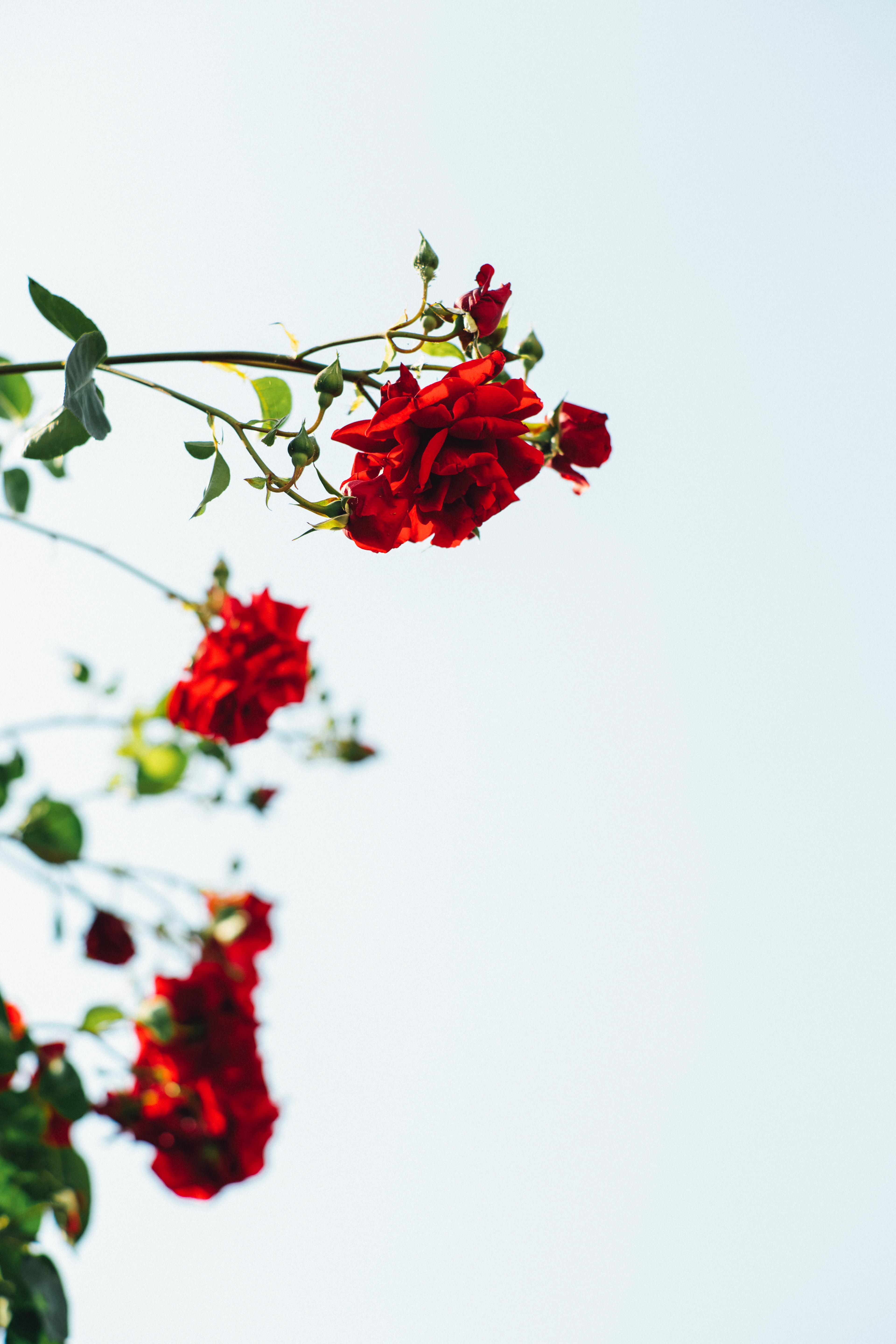 Скачать картинку Растение, Красный, Цветы, Цветение, Розы в телефон бесплатно.