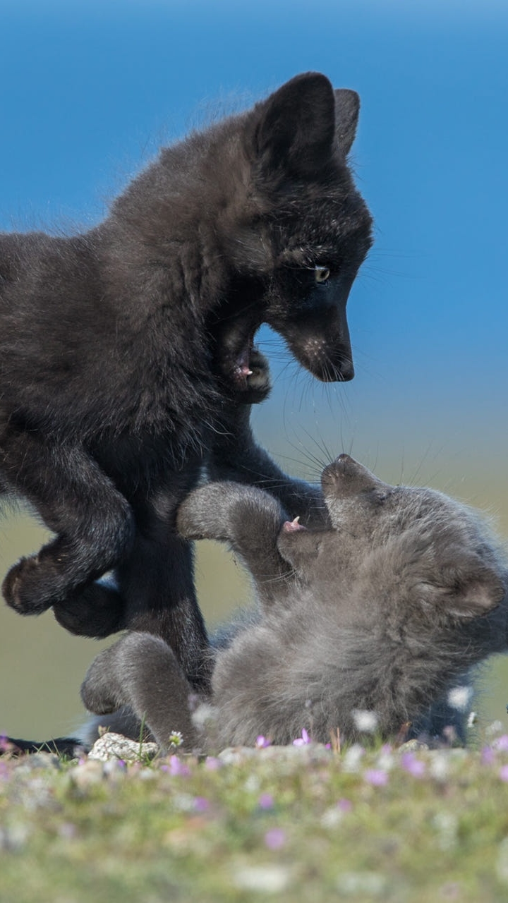 Baixar papel de parede para celular de Animais, Raposa, Animal Bebê, Filhote gratuito.